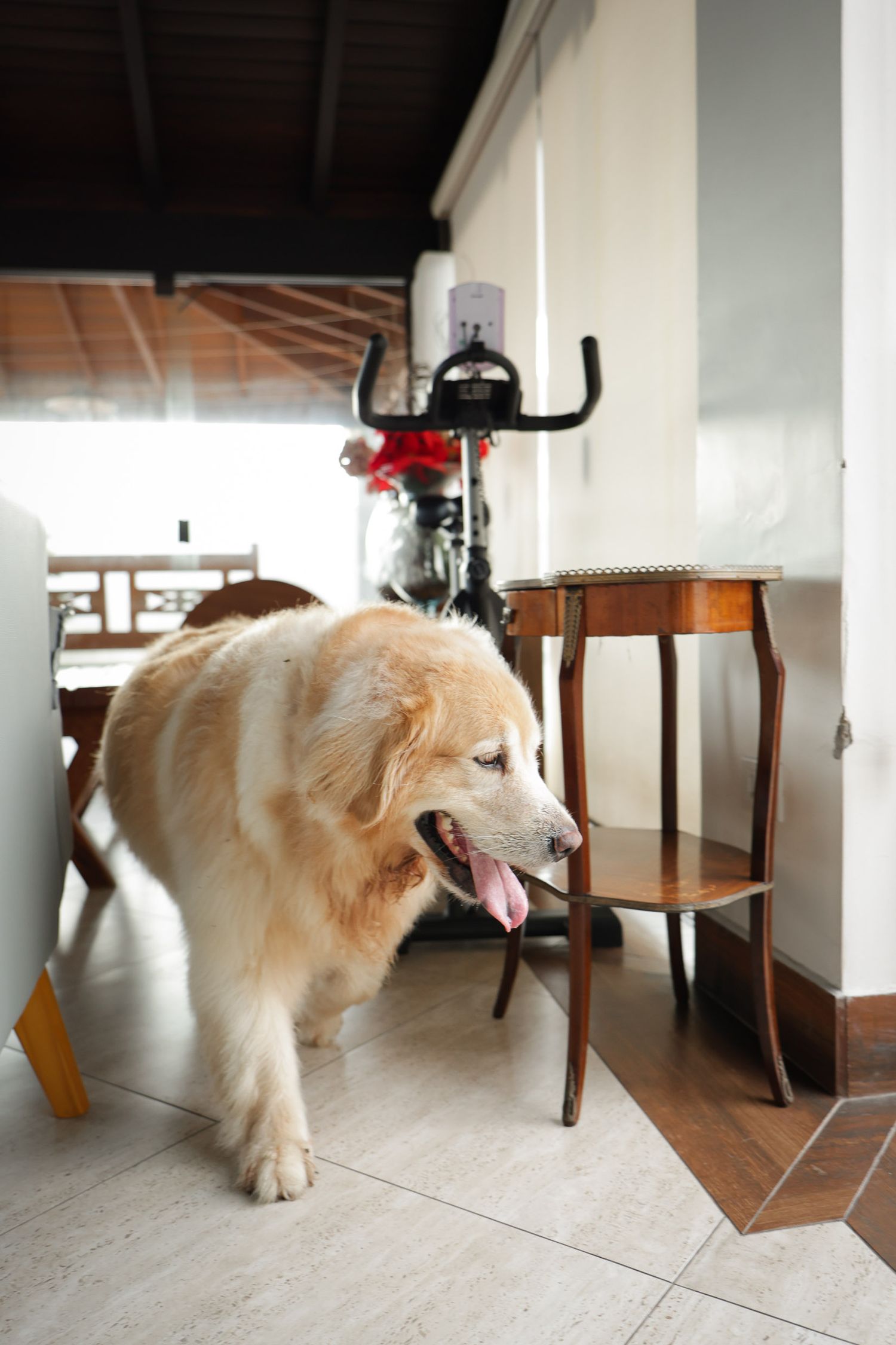Golden retriever posando em fotografia documental em residência em Ubatuba