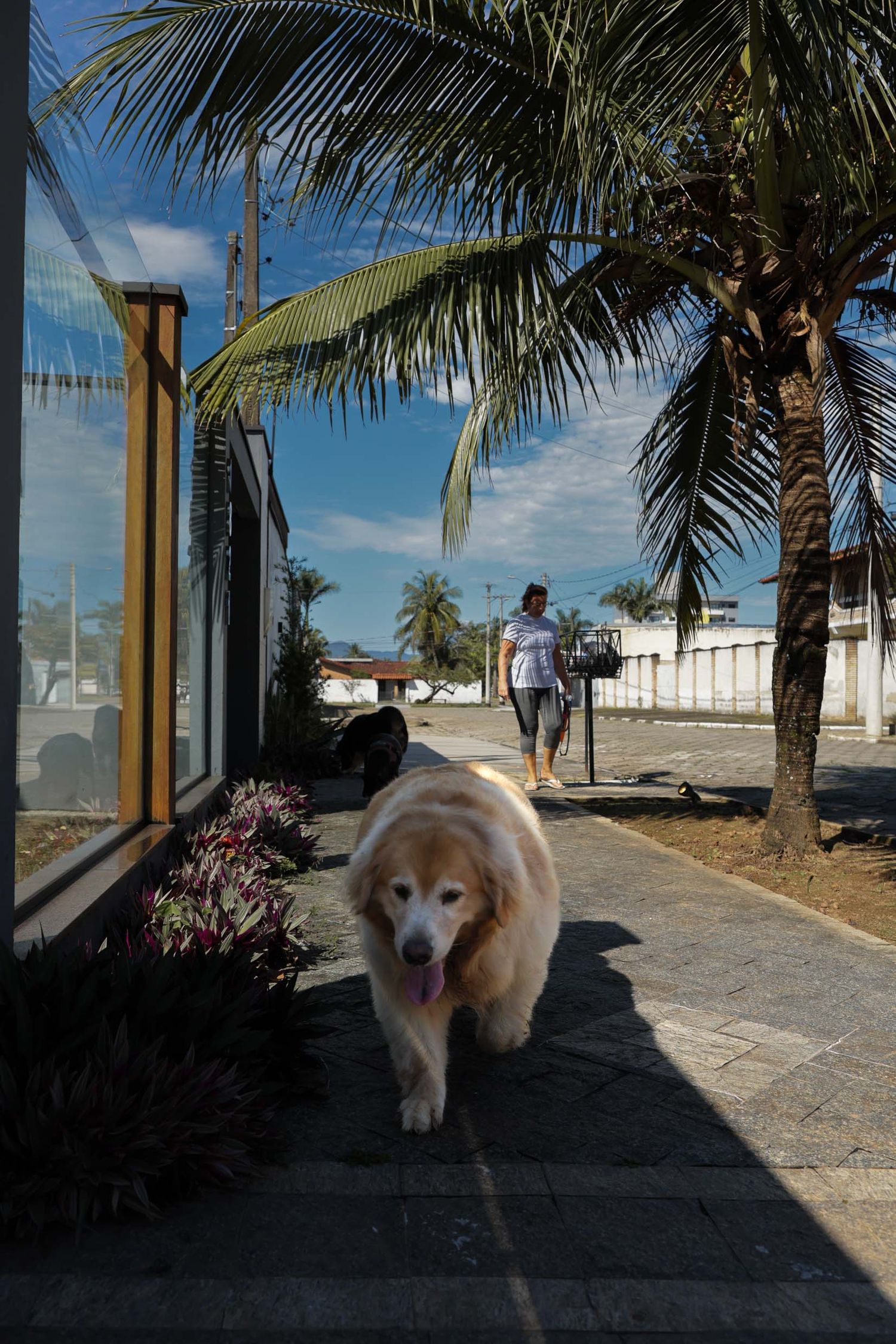 Fotografia de 3 cães passeando em area residencial em Ubatuba.