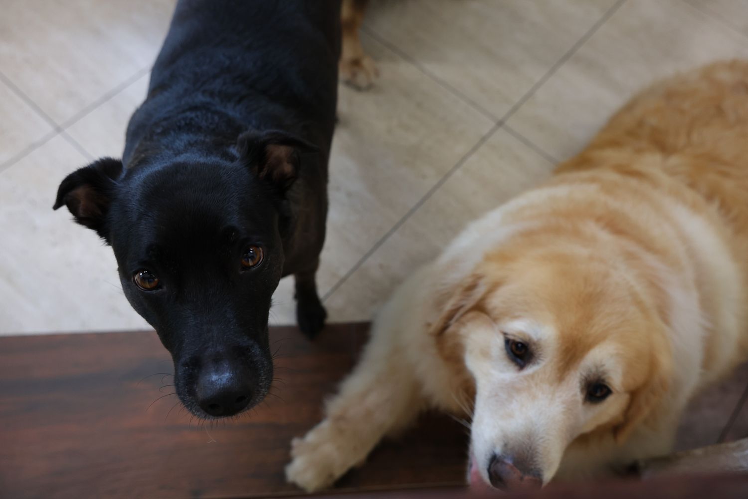 Cachorros em foto documental em casa Ubatuba