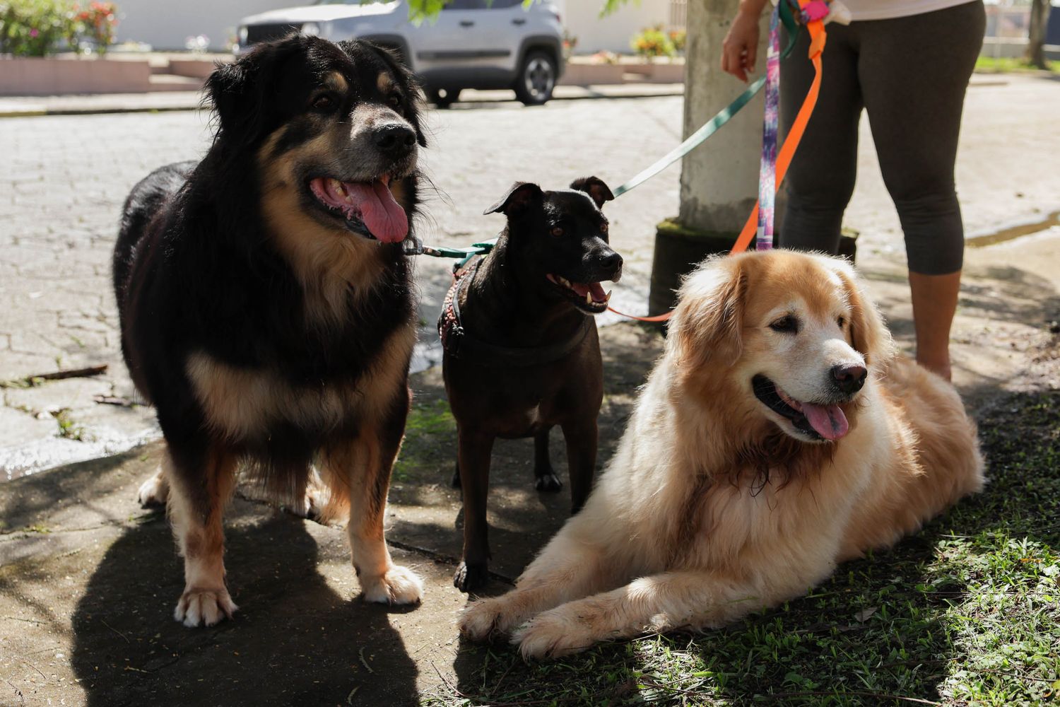 Fotografia de 3 cães passeando em area residencial em Ubatuba.