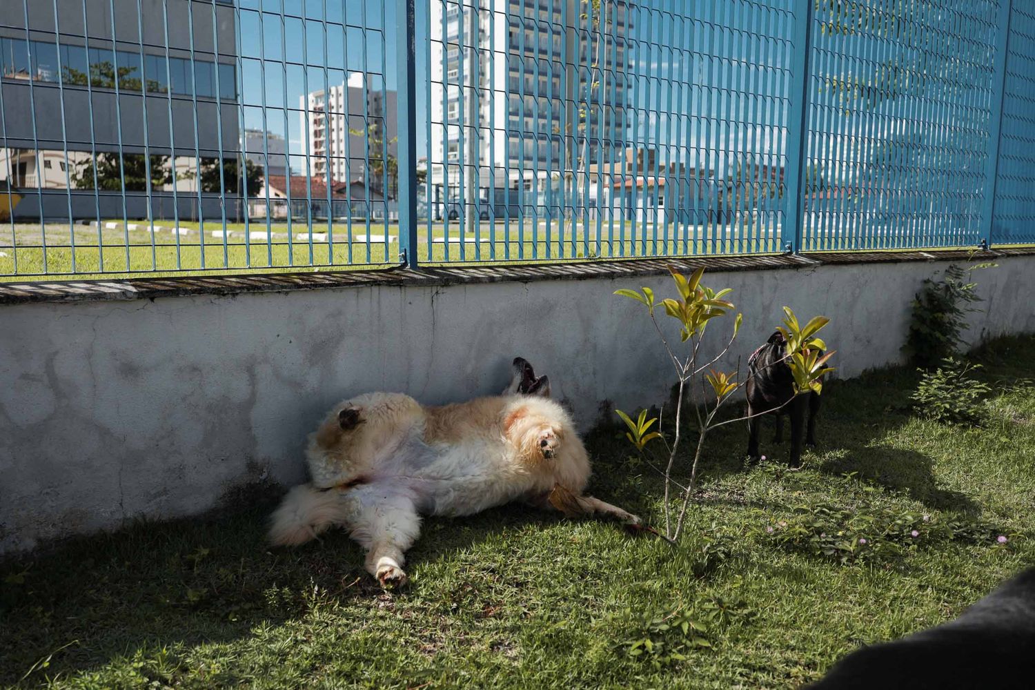 Fotografia de golden retriever posando em canteiro gramado em area residencial em Ubatuba.
