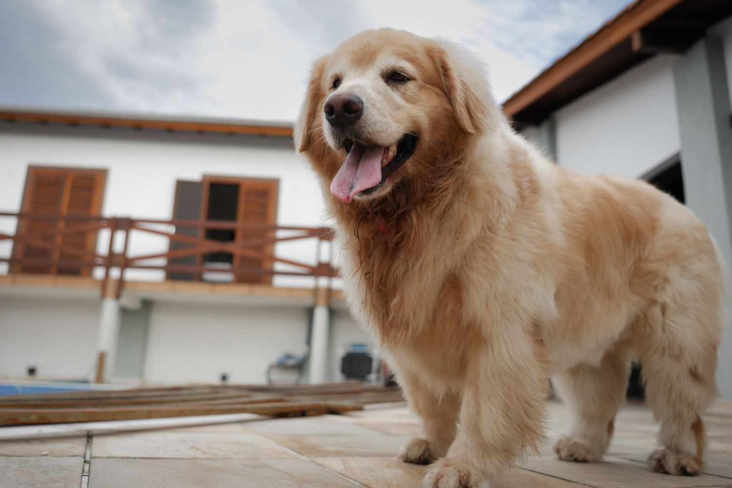 Golden retriever posando em fotografia documental em residência em Ubatuba