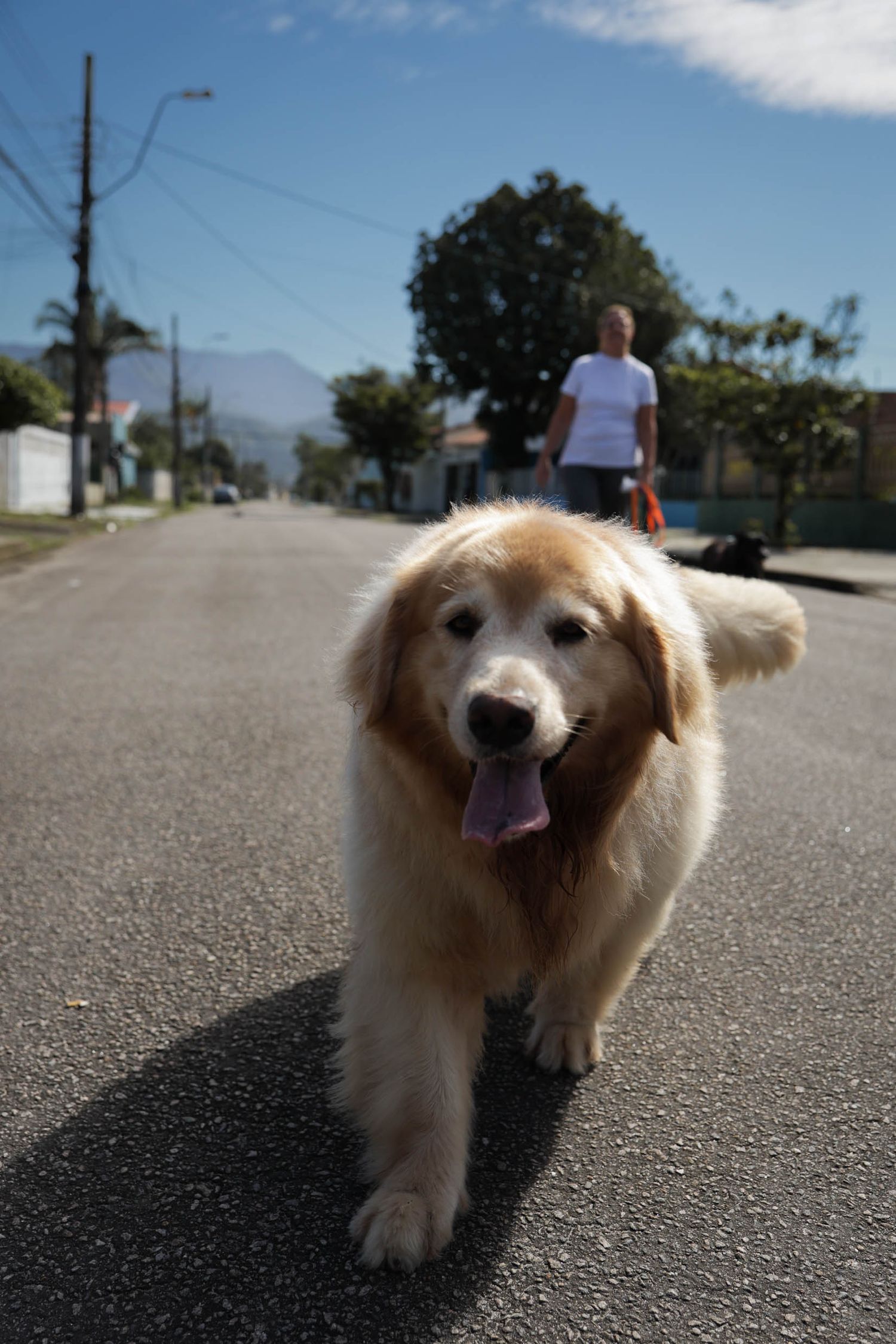 Fotografia de golden retriever passeando em area residencial em Ubatuba.