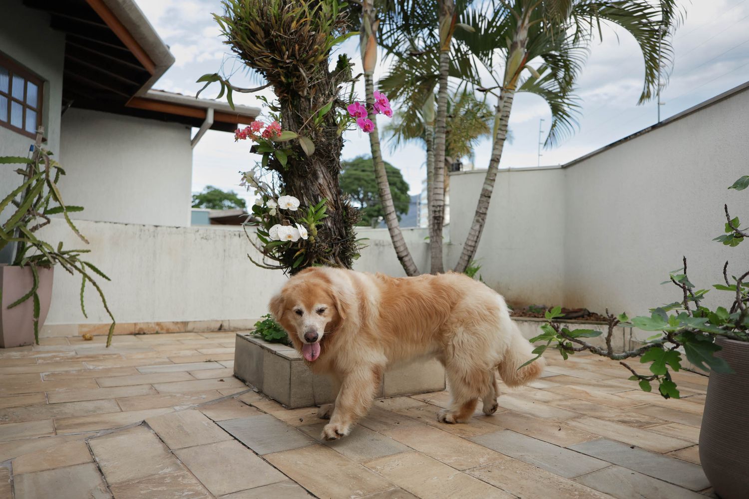 Golden retriever posando em fotografia documental em residência em Ubatuba