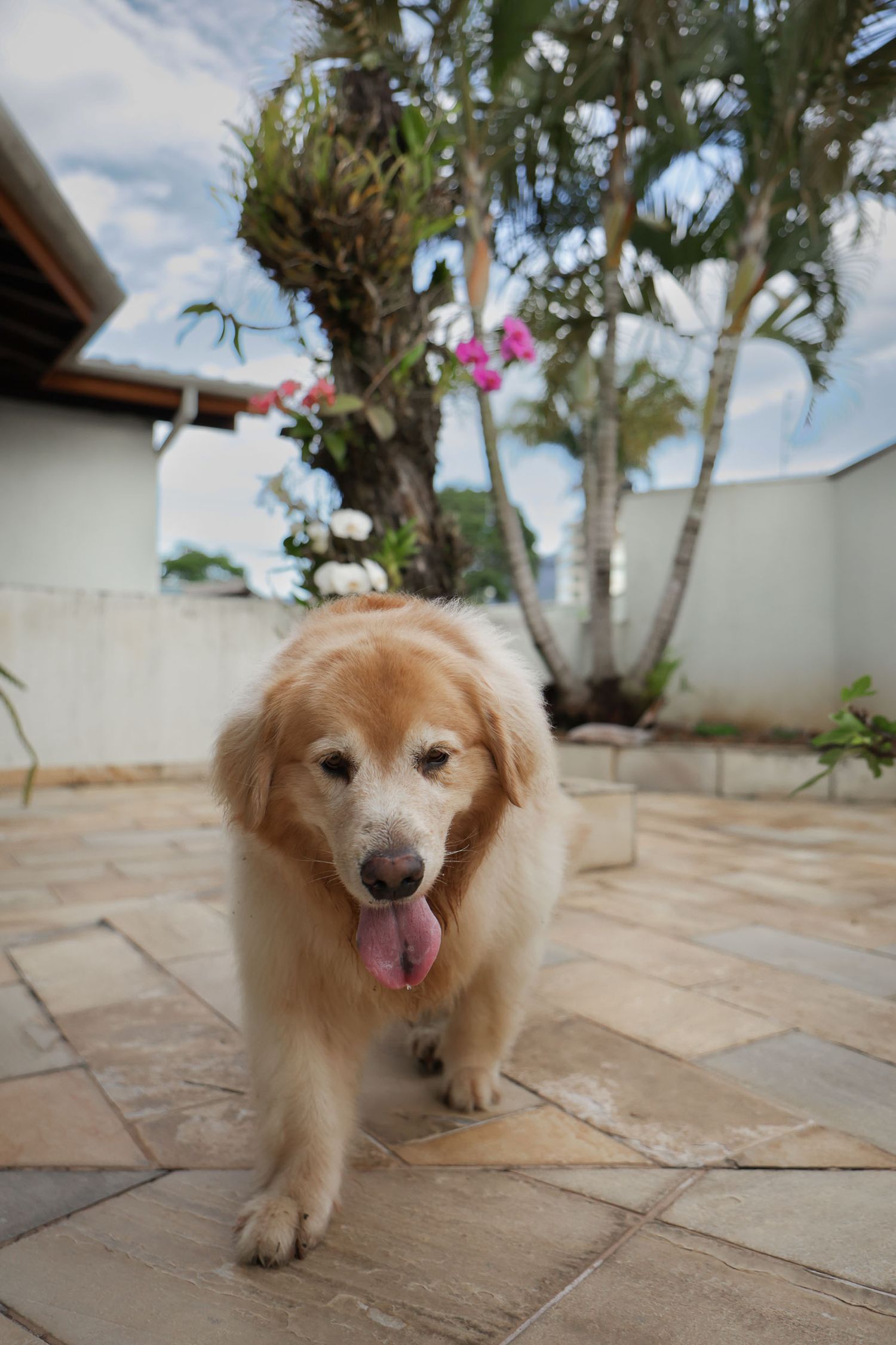 Golden retriever posando em fotografia documental em residência em Ubatuba