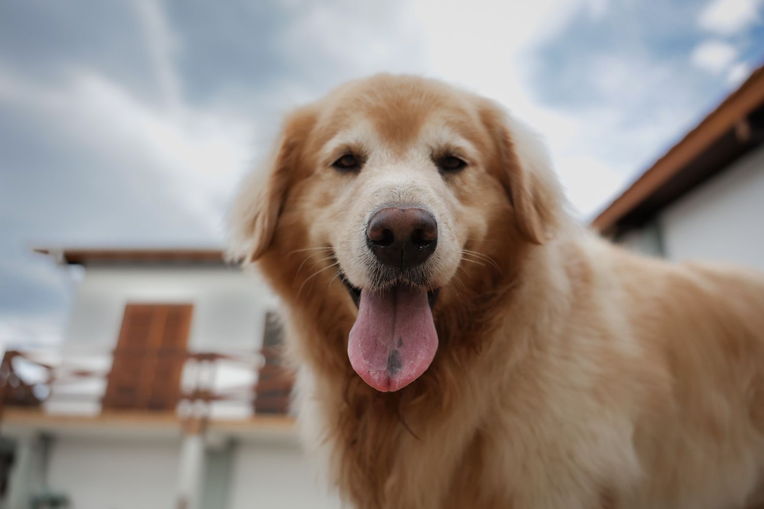 Golden retriever posando em fotografia documental em residência em Ubatuba
