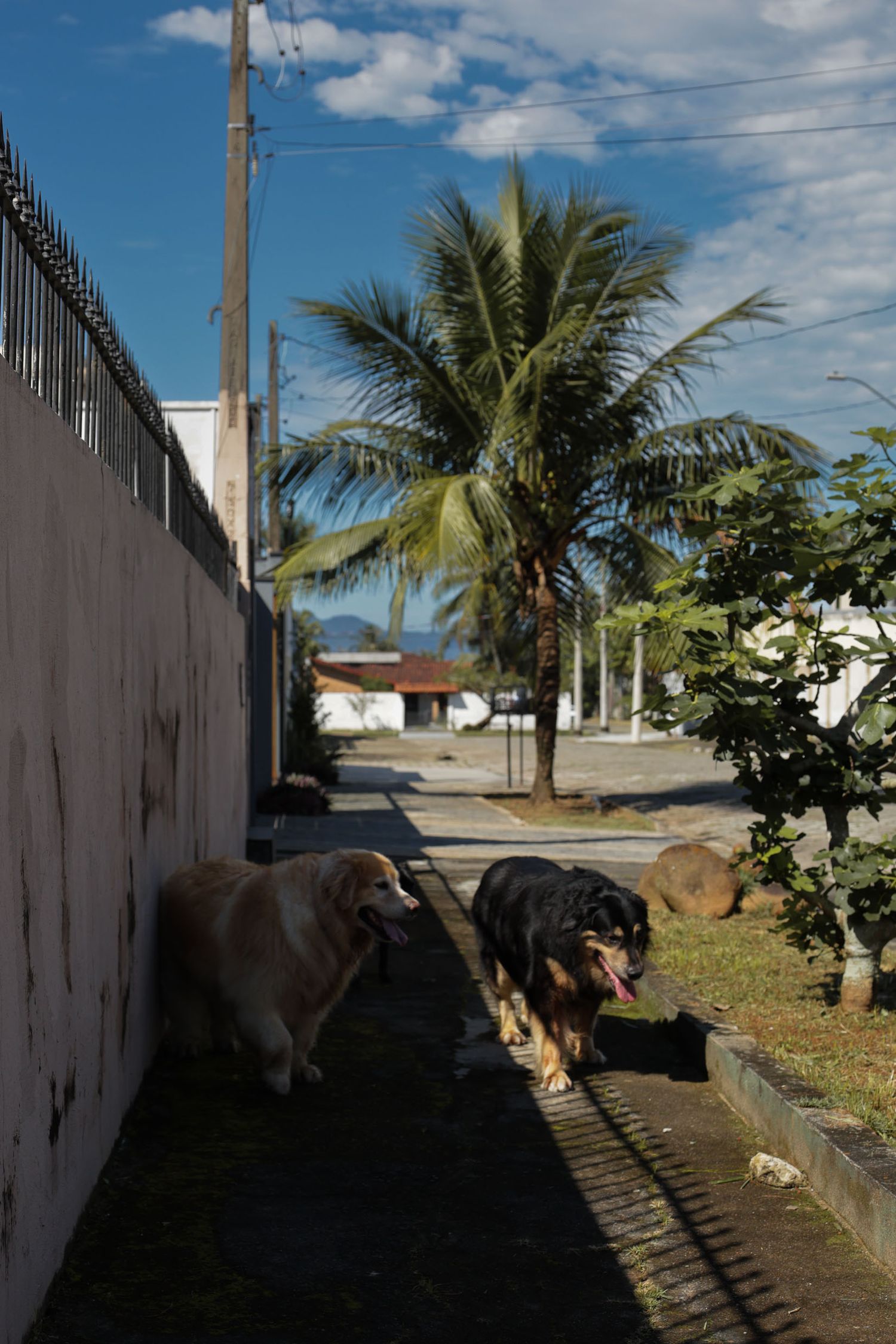 Fotografia de 3 cães passeando em area residencial em Ubatuba.