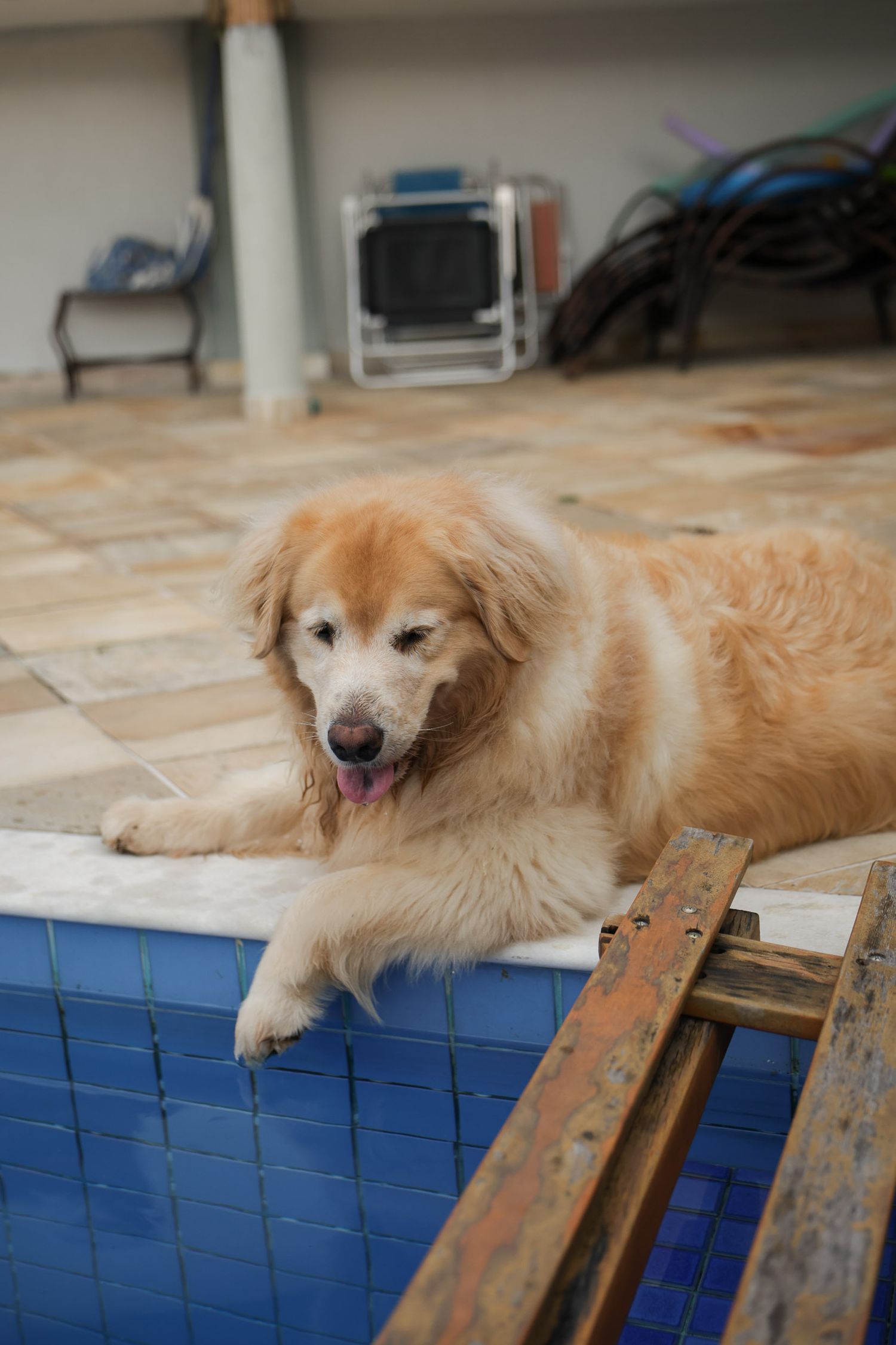 Golden retriever posando em fotografia documental em residência em Ubatuba