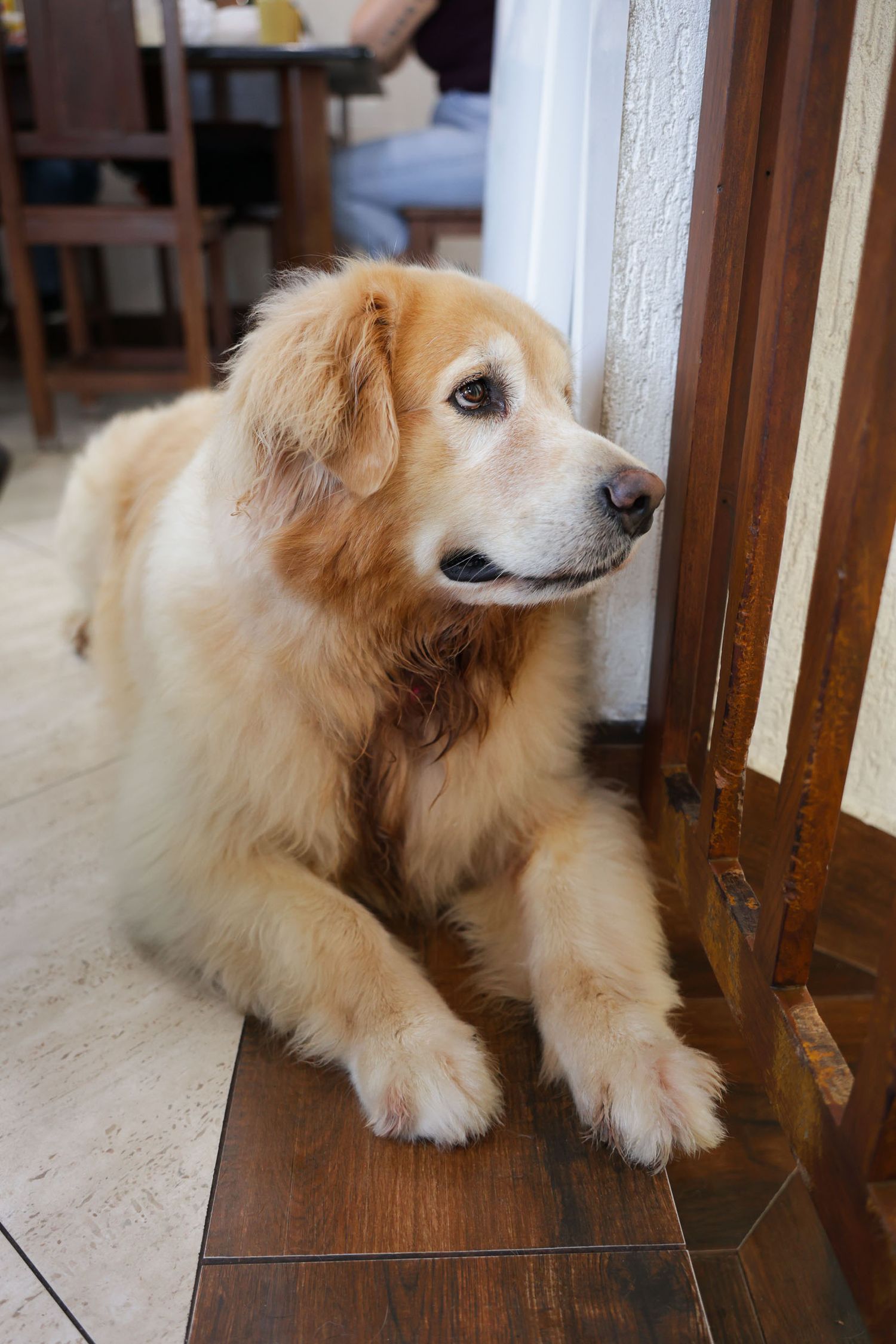 Cachorros em foto documental em casa Ubatuba
