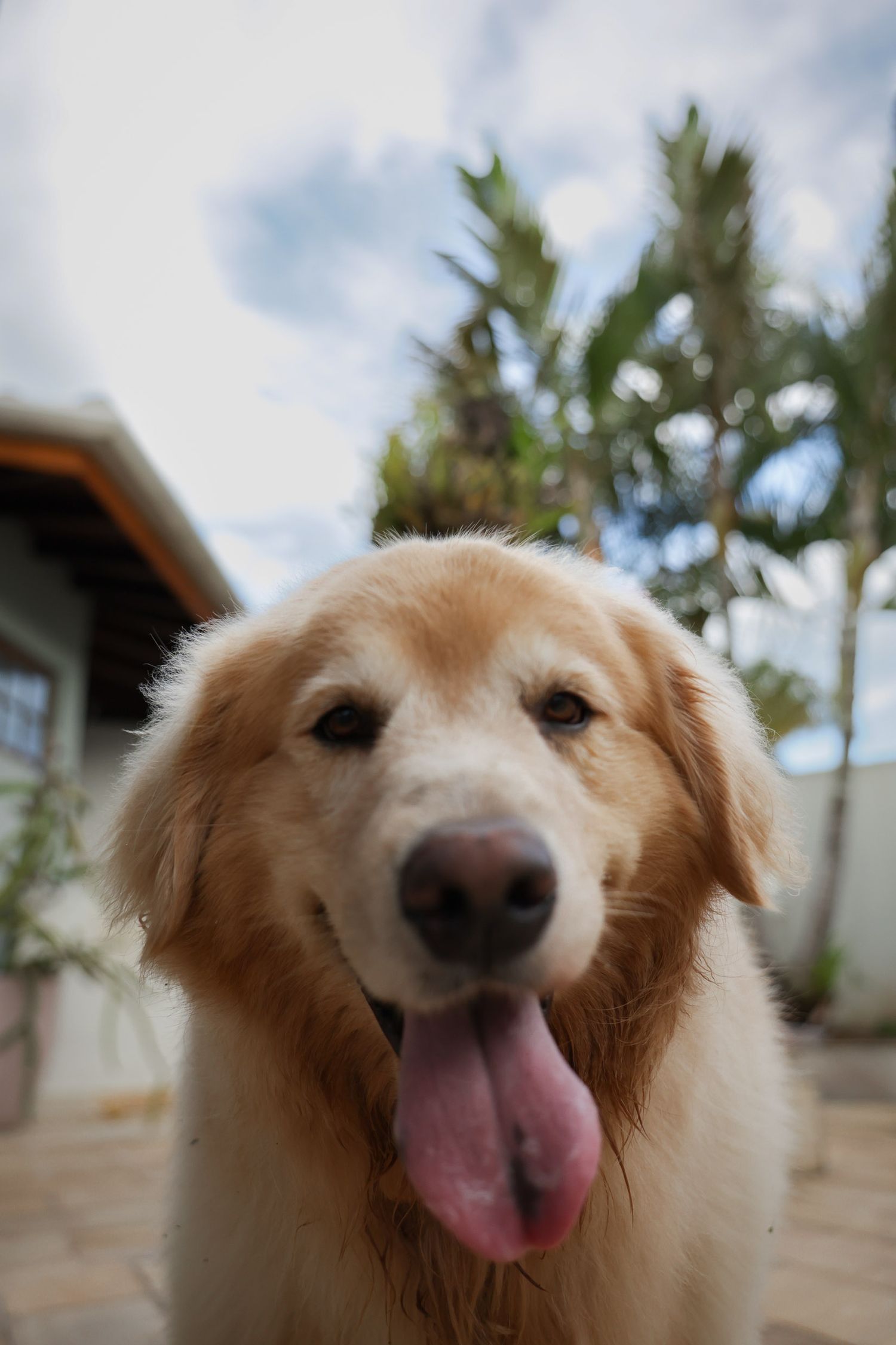 Golden retriever posando em fotografia documental em residência em Ubatuba