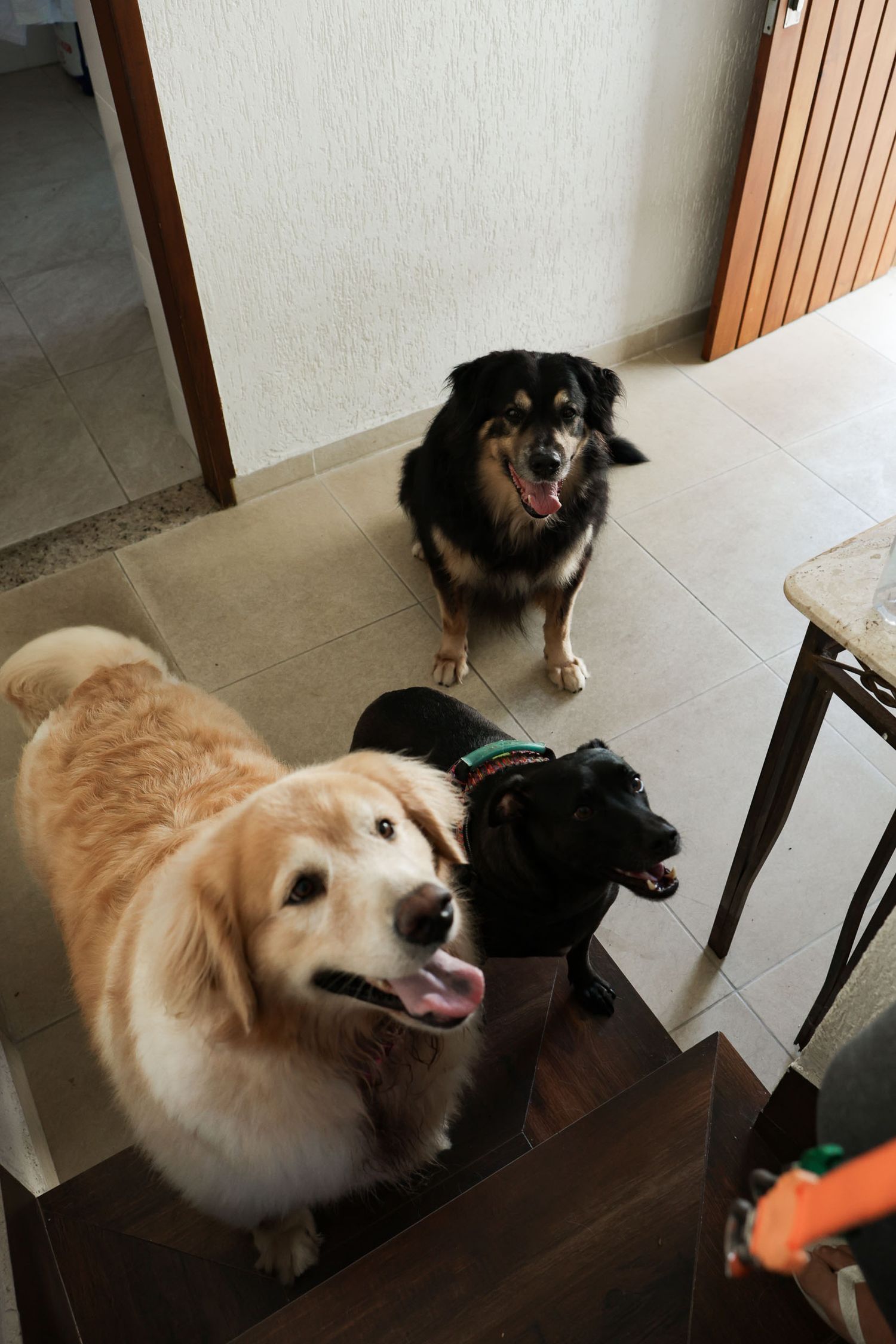 3 cachorros em foto documental em casa Ubatuba