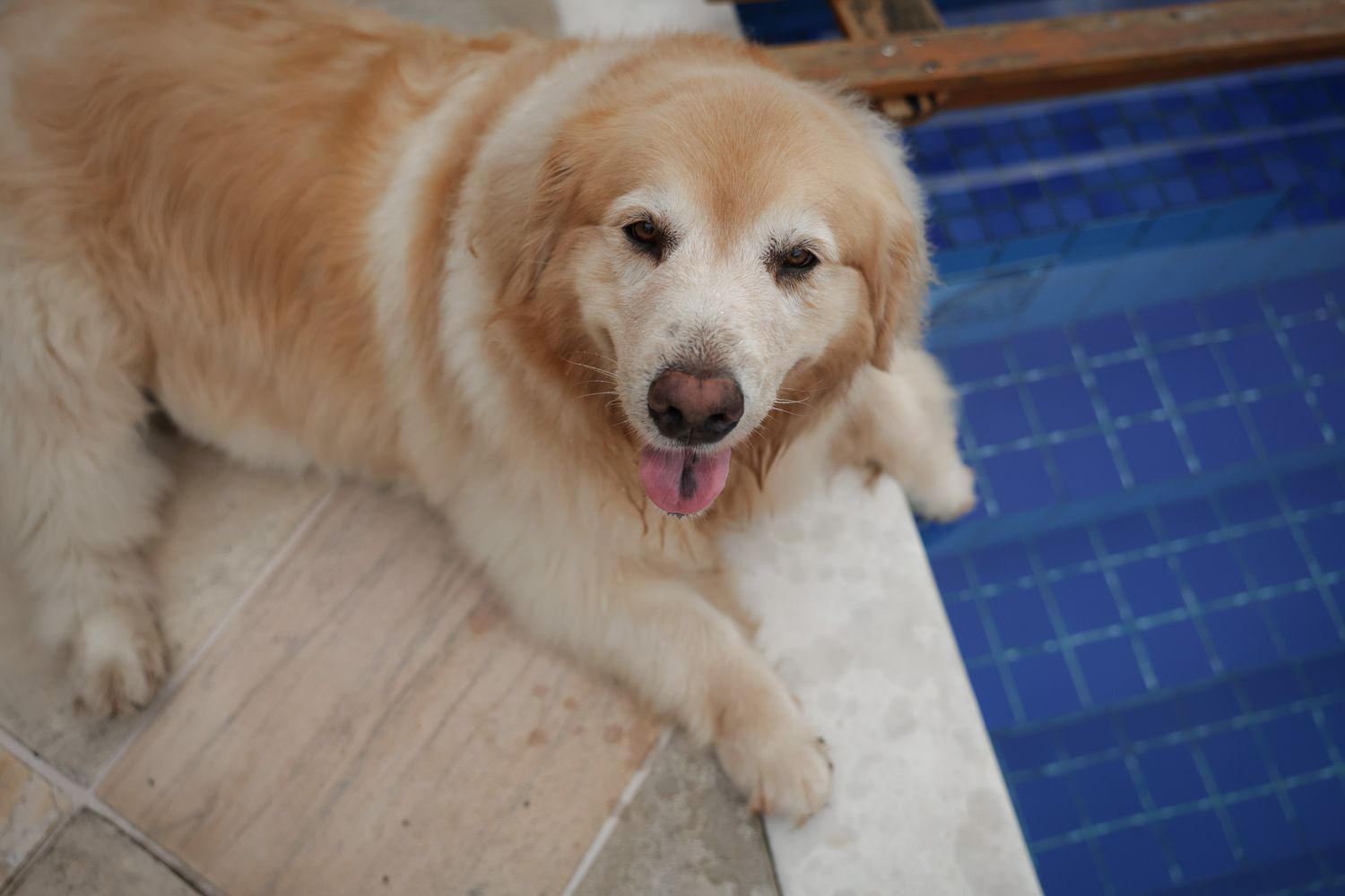 Golden retriever posando em fotografia documental em residência em Ubatuba