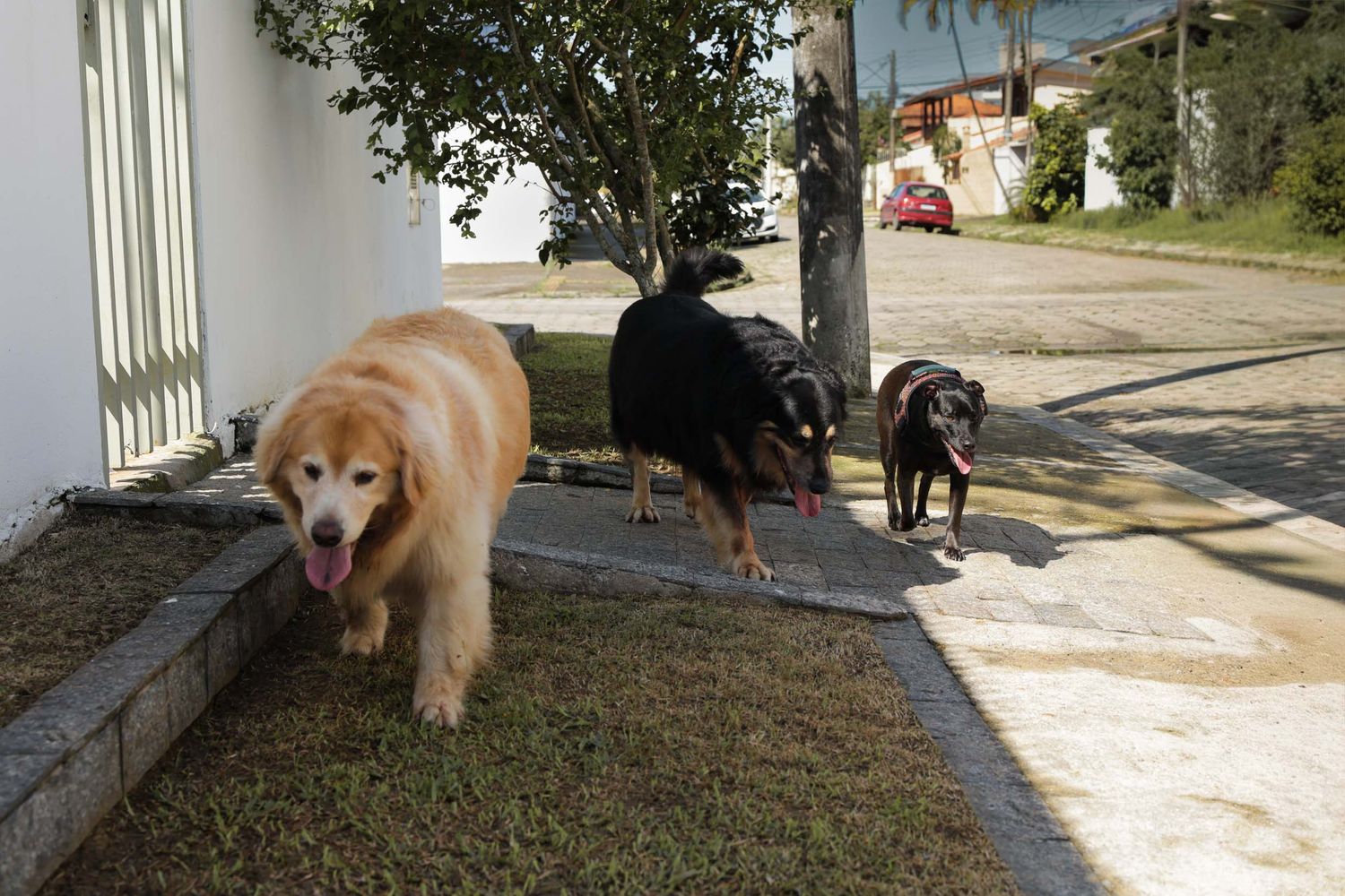 Fotografia de 3 cães passeando em area residencial em Ubatuba.