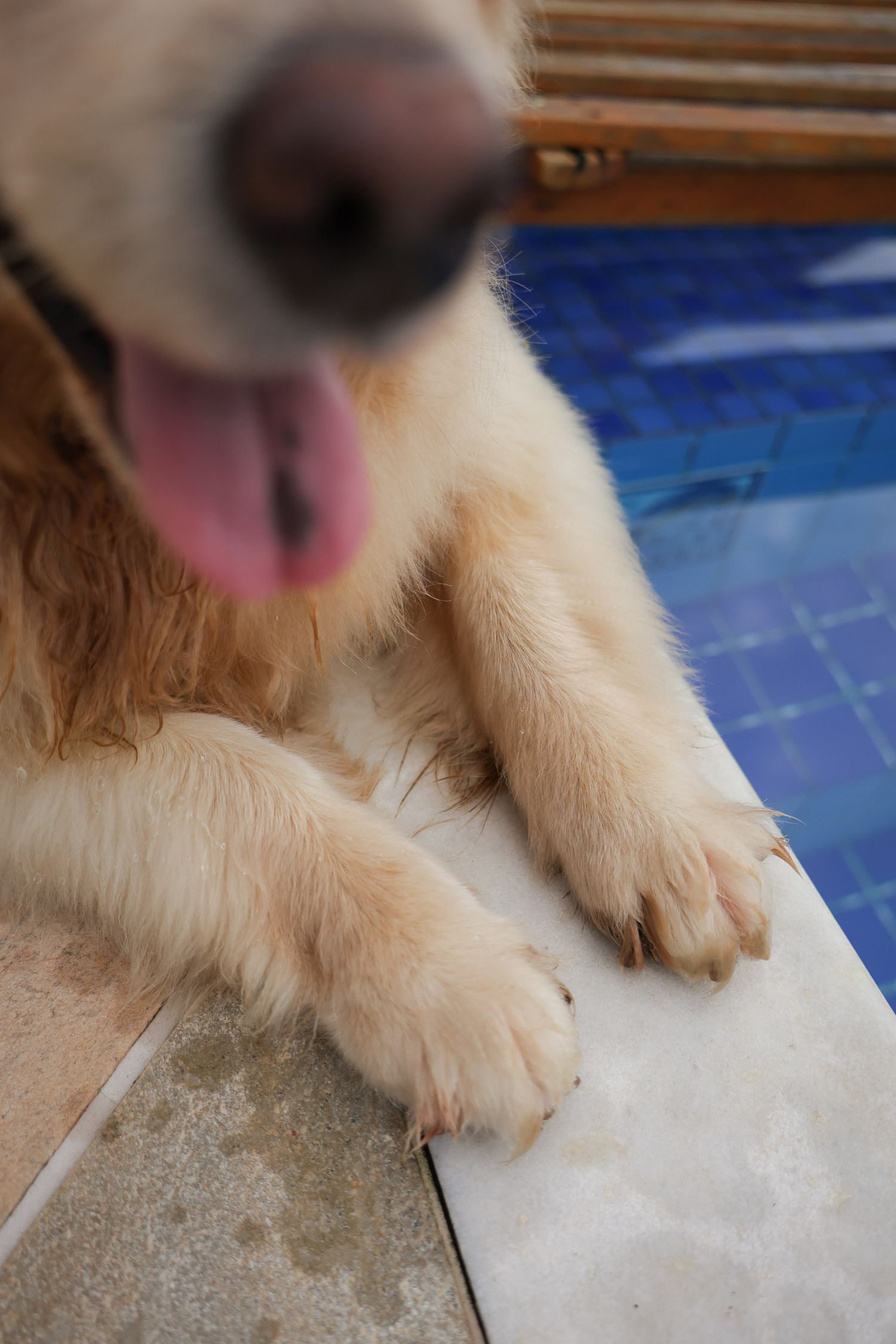 Golden retriever posando em fotografia documental em residência em Ubatuba