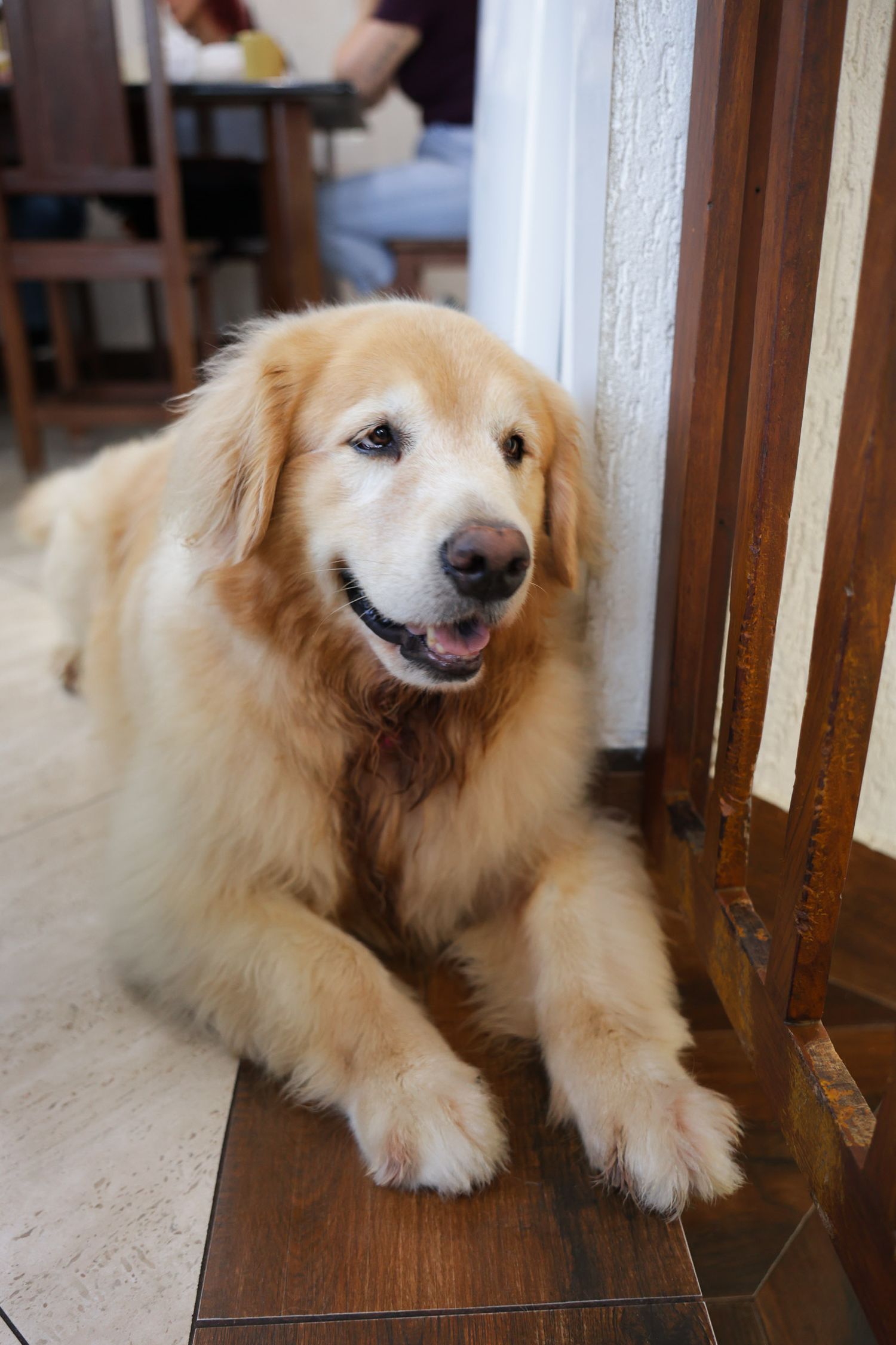 Cachorros em foto documental em casa Ubatuba