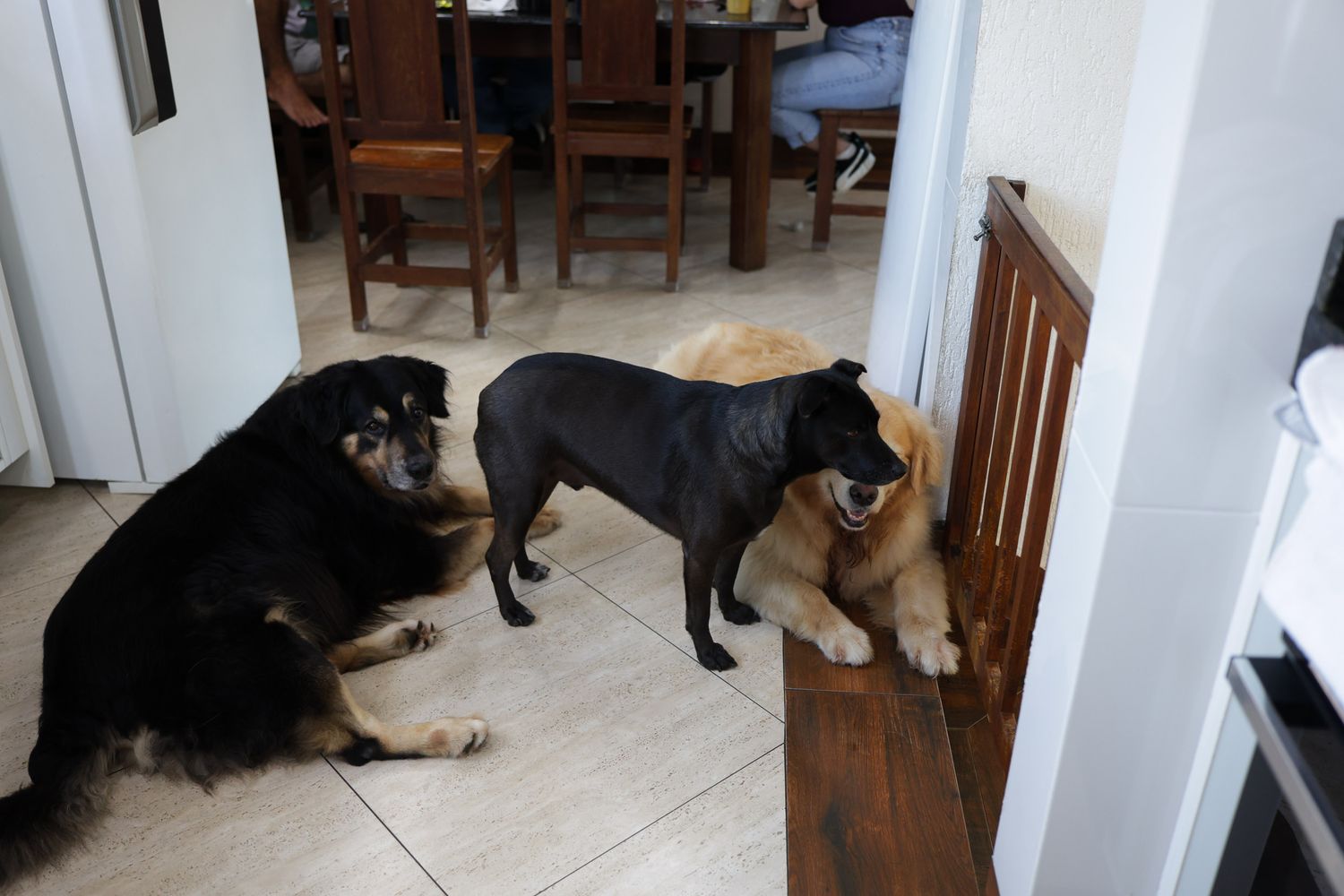 Cachorros em foto documental em casa Ubatuba
