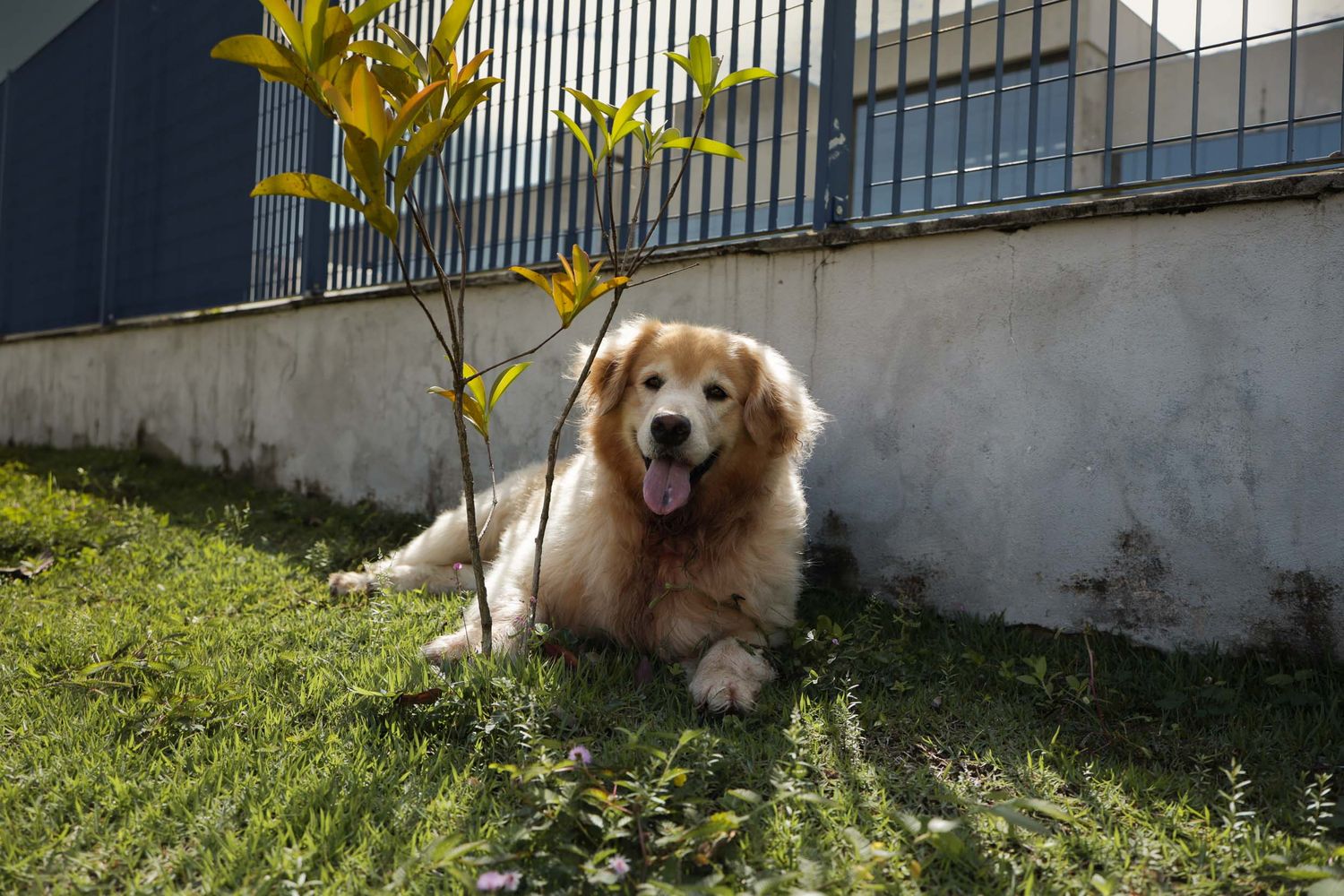 Fotografia de golden retriever posando em canteiro gramado em area residencial em Ubatuba.