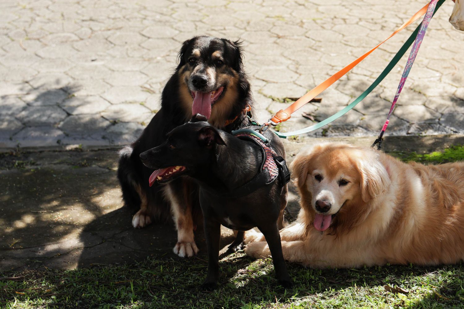 Fotografia de 3 cães passeando em area residencial em Ubatuba.