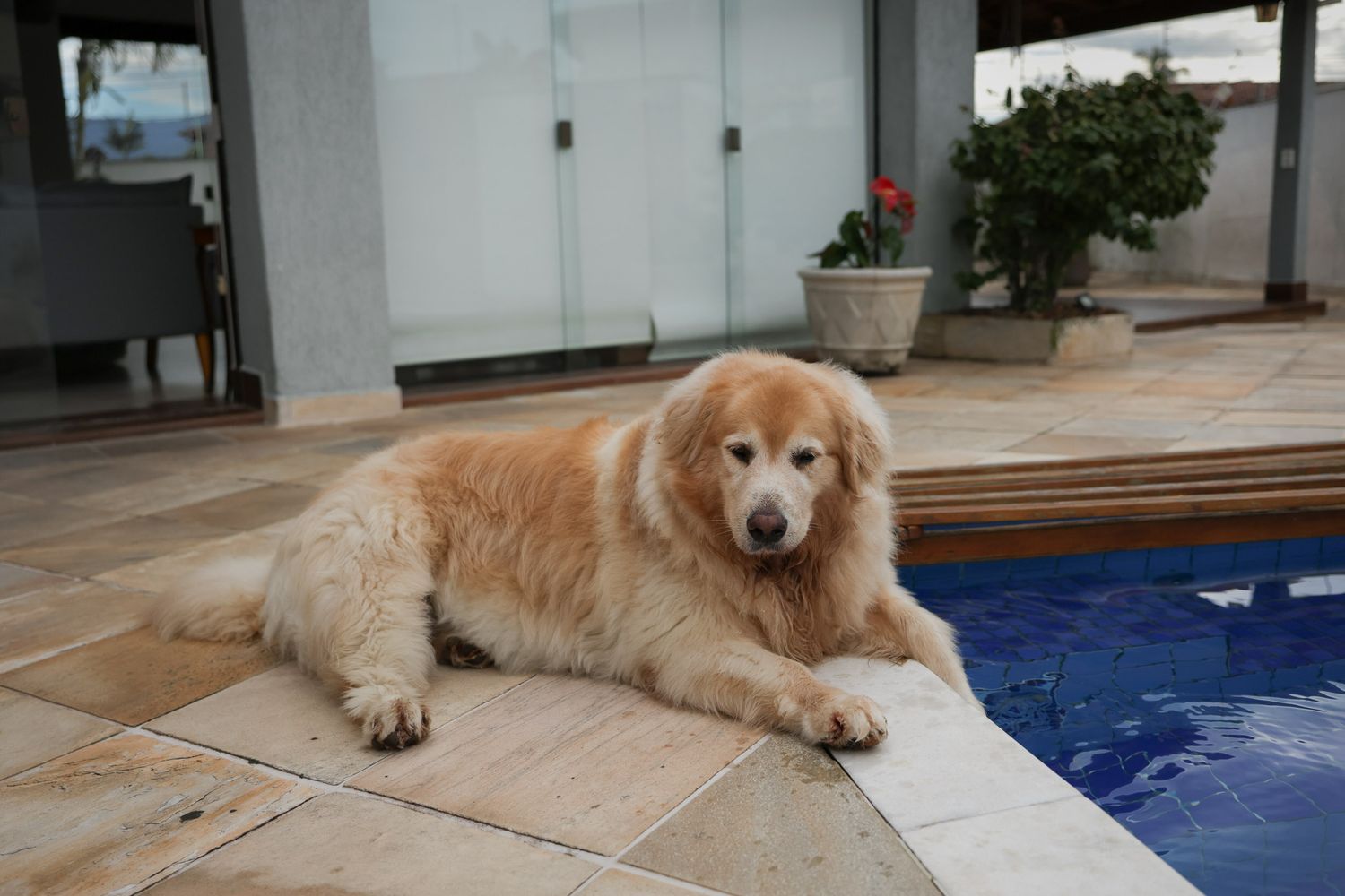 Golden retriever posando em fotografia documental em residência em Ubatuba