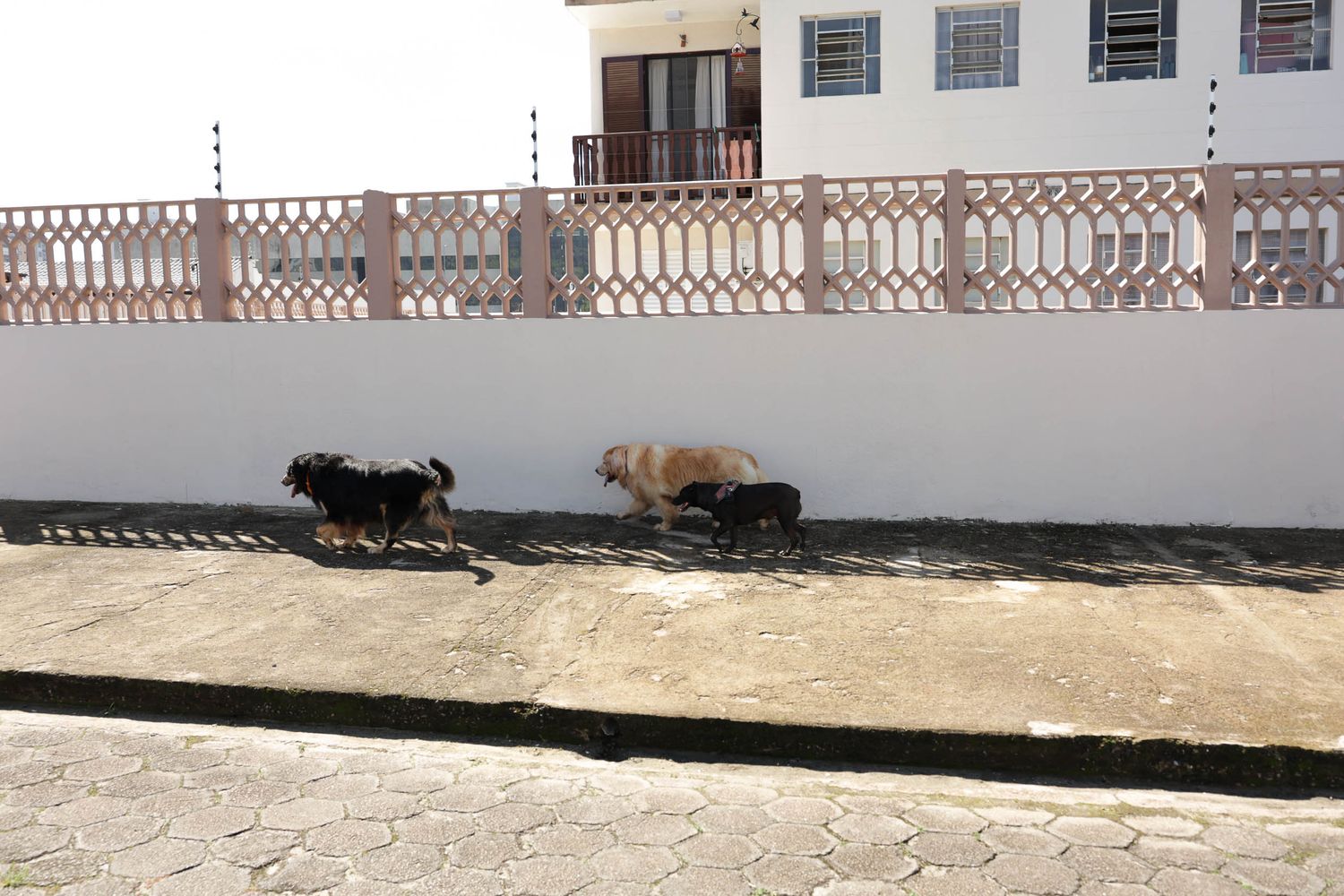 Fotografia de 3 cães passeando em area residencial em Ubatuba.