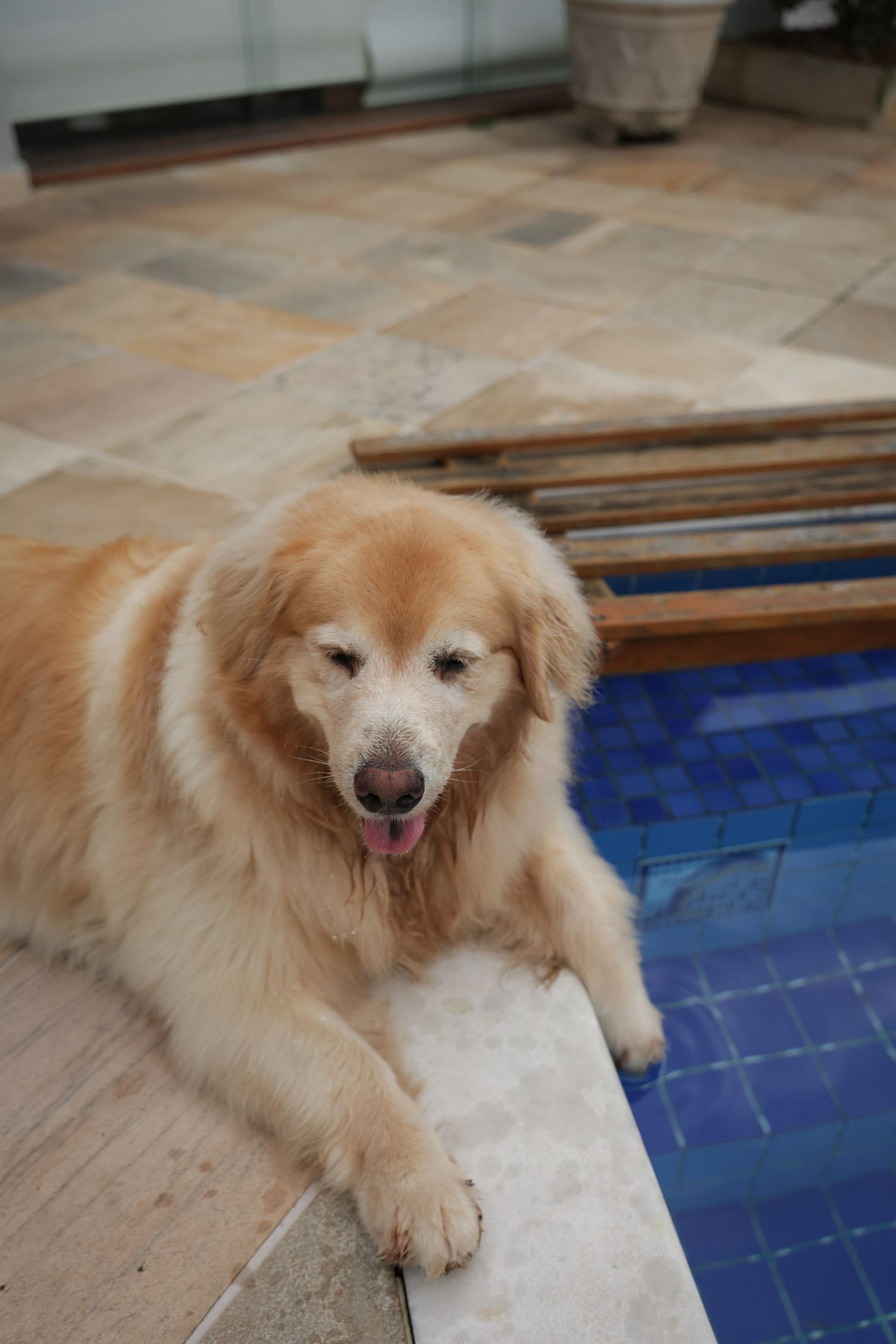 Golden retriever posando em fotografia documental em residência em Ubatuba