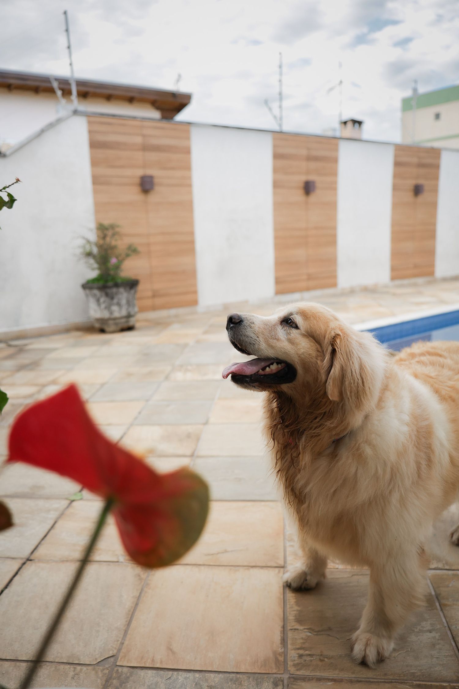 Golden retriever posando em fotografia documental em residência em Ubatuba