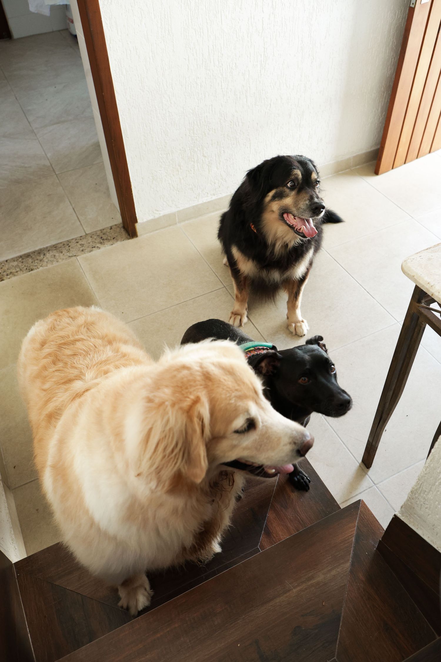 3 cachorros em foto documental em casa em Ubatuba