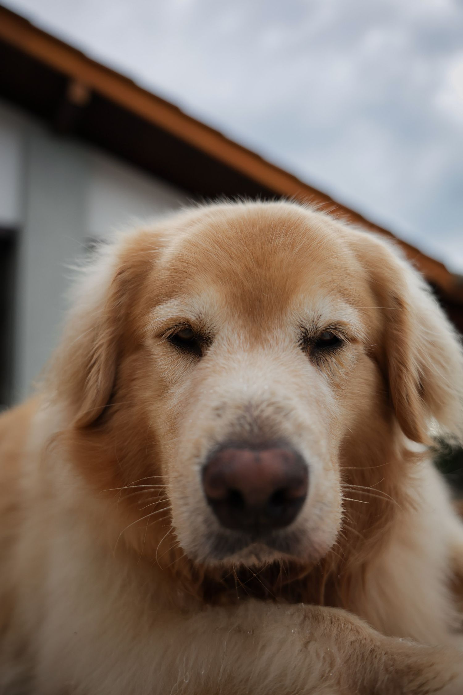 Golden retriever posando em fotografia documental em residência em Ubatuba