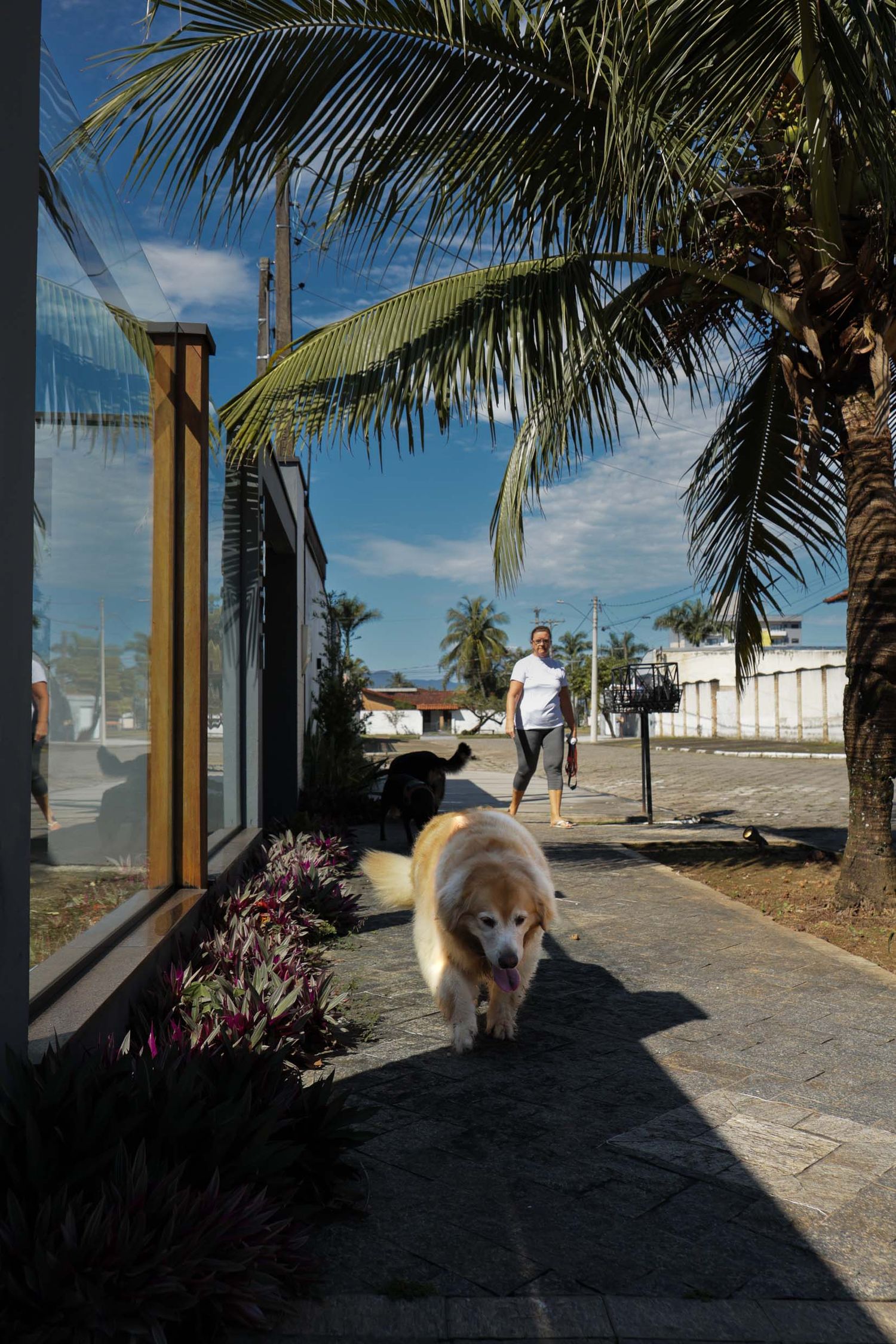 Fotografia de 3 cães passeando em area residencial em Ubatuba.