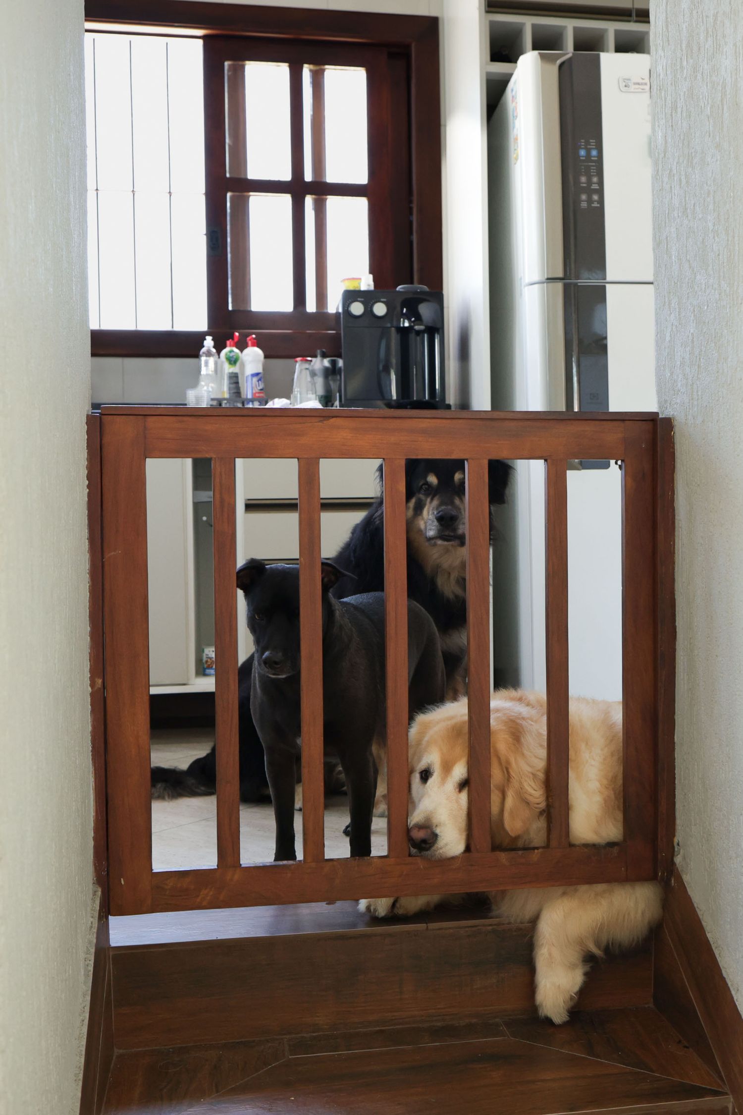 Cachorros em foto documental em casa Ubatuba