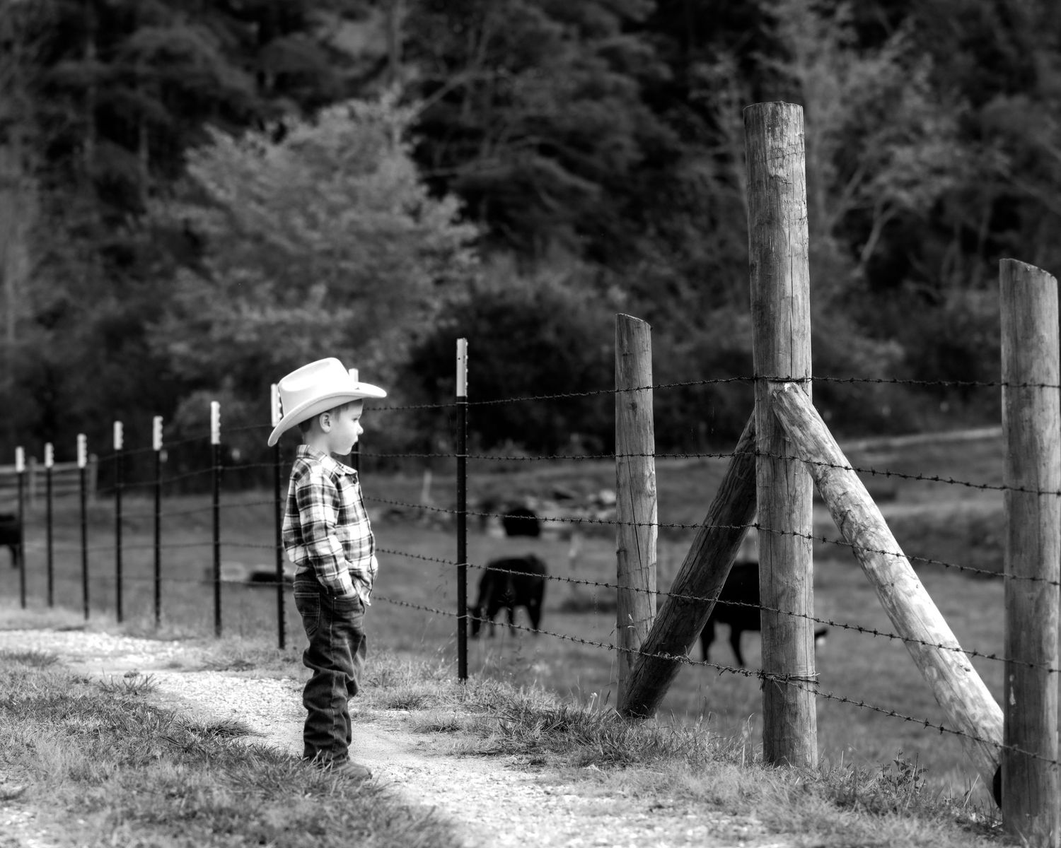 Black and white photo of young boy in cowboy hat watching cattle through a rustic fence on farm.