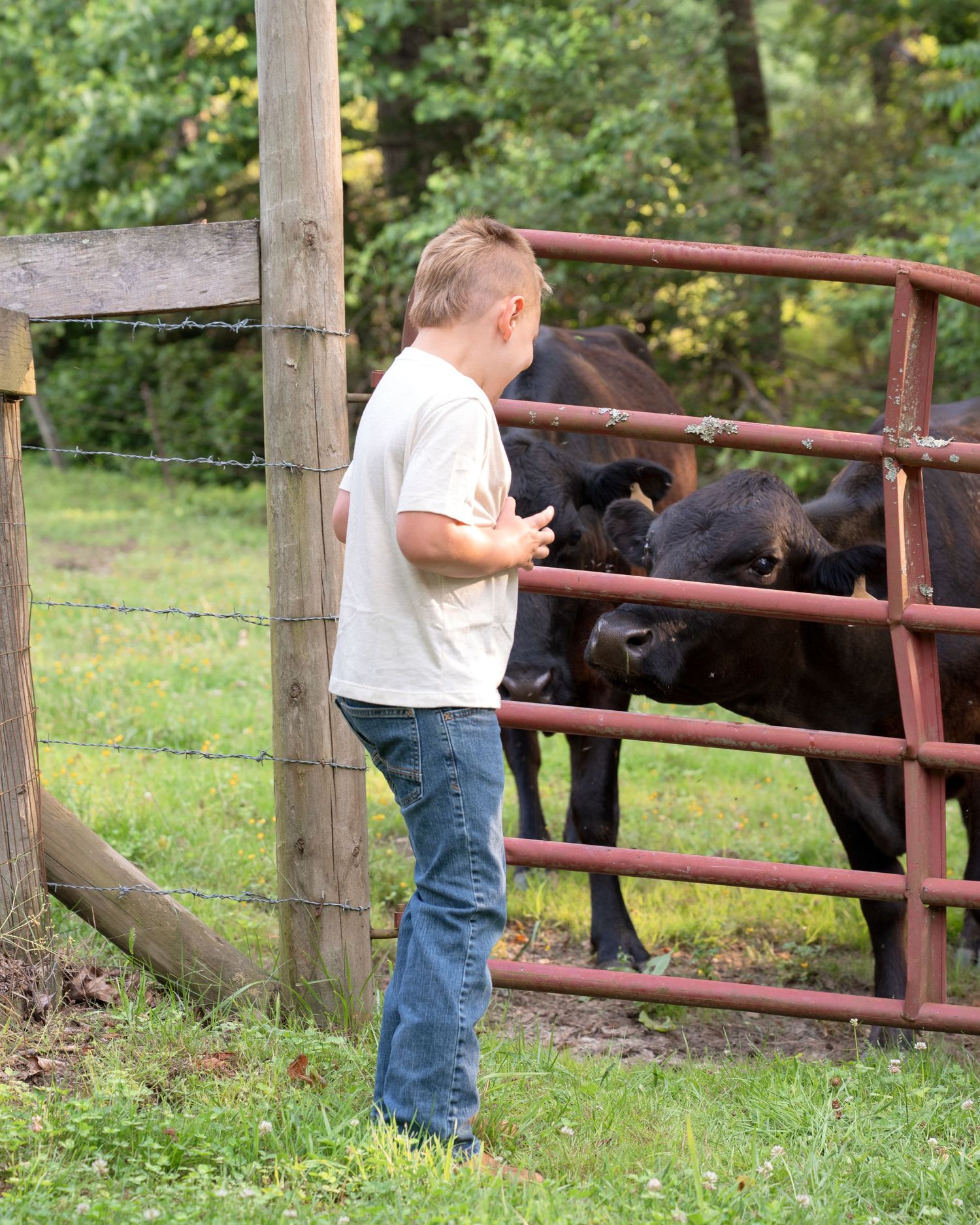 A young boy interacts with black cattle through a red farm gate in a green pasture.