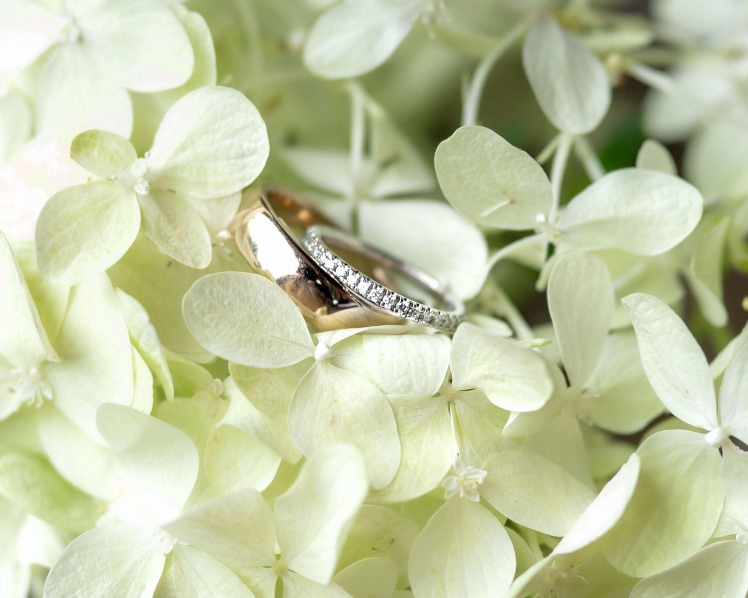 Wedding rings resting on white hydrangea flowers, elegant bridal jewelry detail shot.