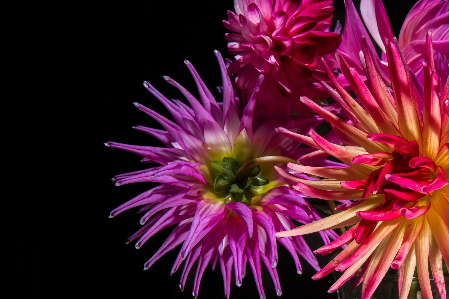 Pink and orange dahlias against a black background in a floral still life.