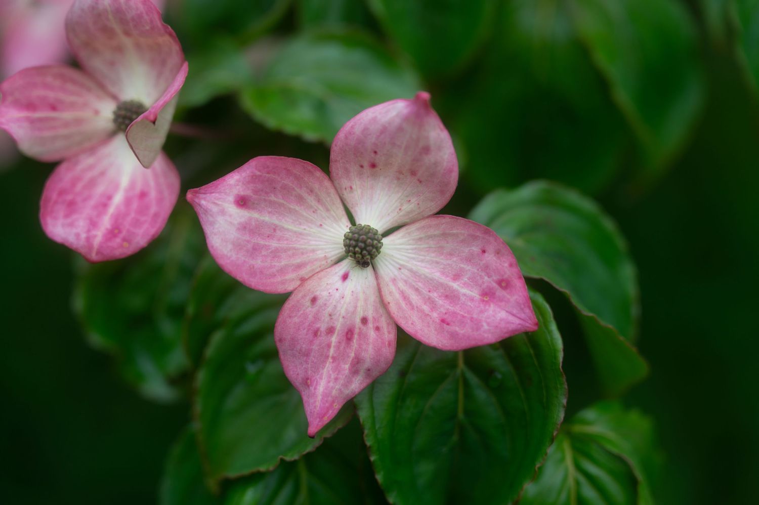 A true to color photo of blooming flowers on a dogwood tree in Fitzwilliam, New Hampshire