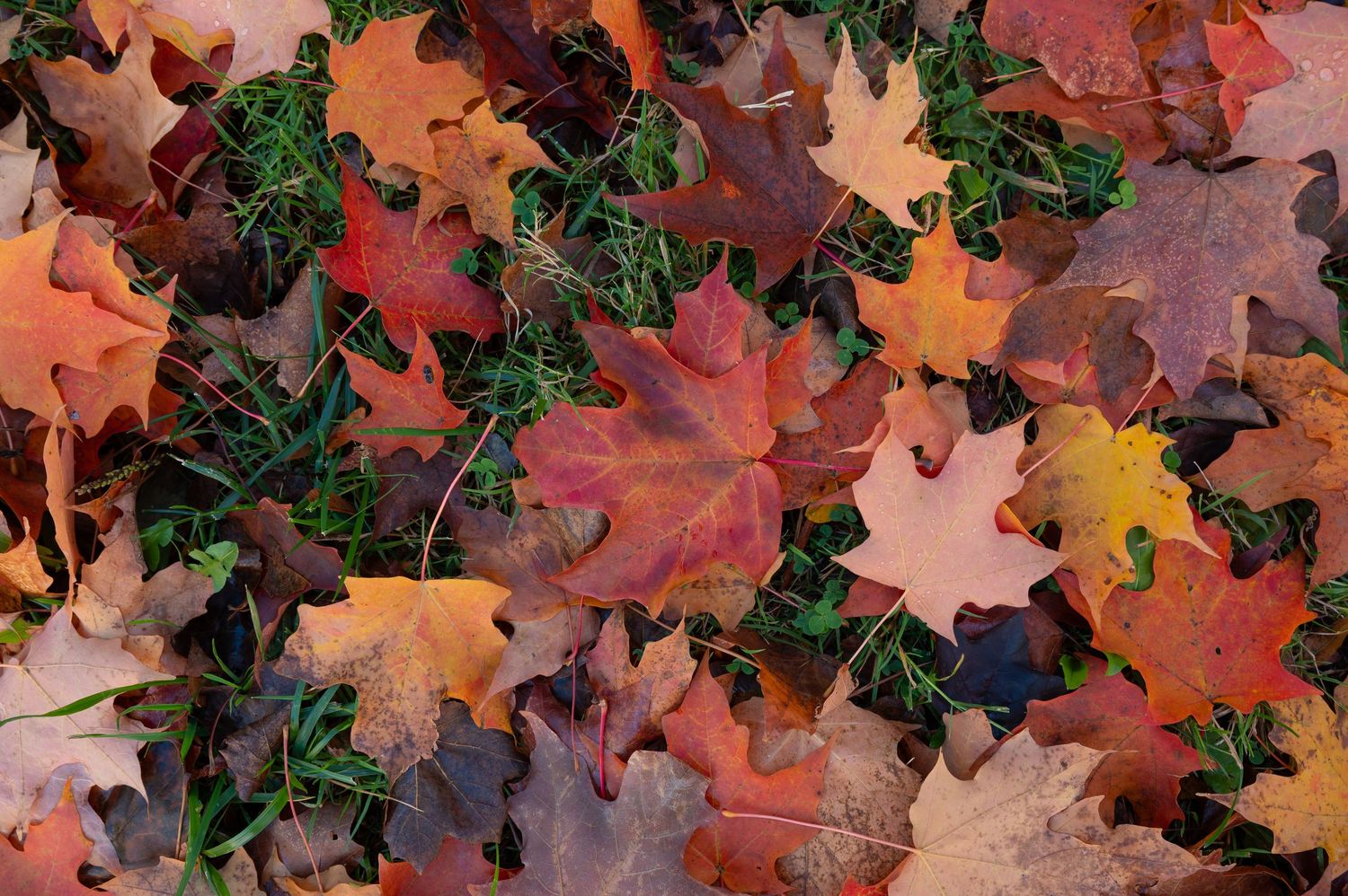 A close up of fallen leaves in October