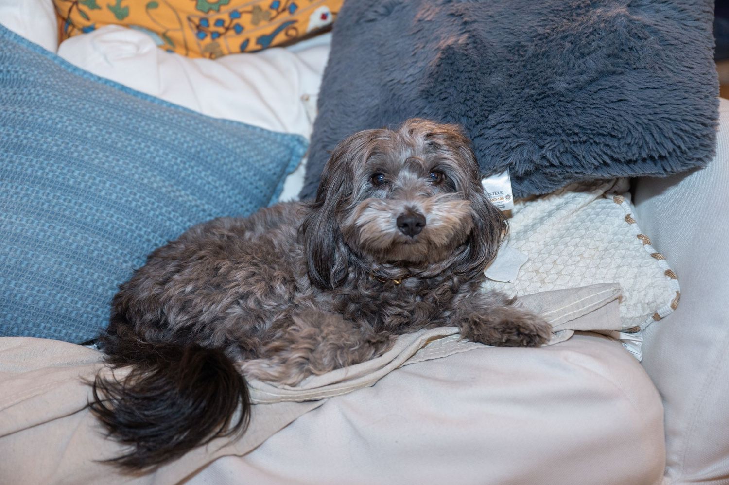 A portrait of a dog on the couch