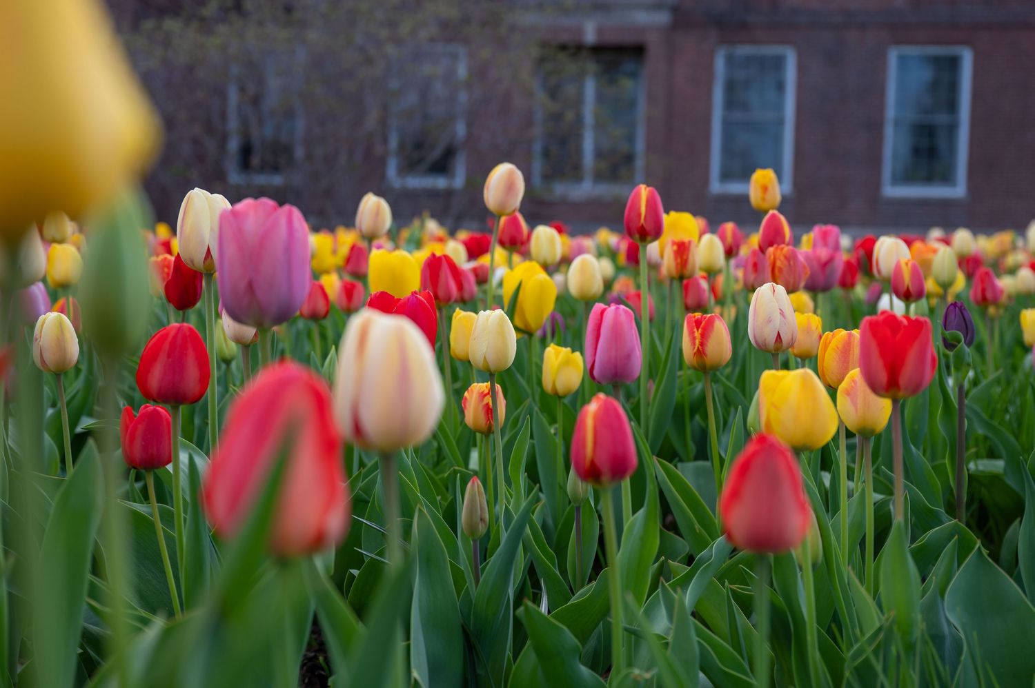 Flowers blooming in many colors at Keene State College