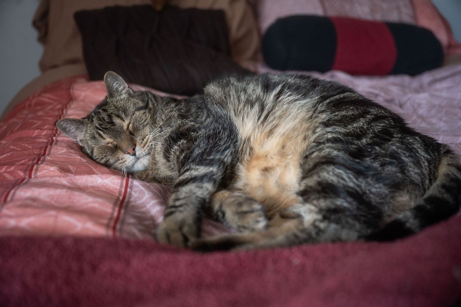Sleepy cat resting on a bed