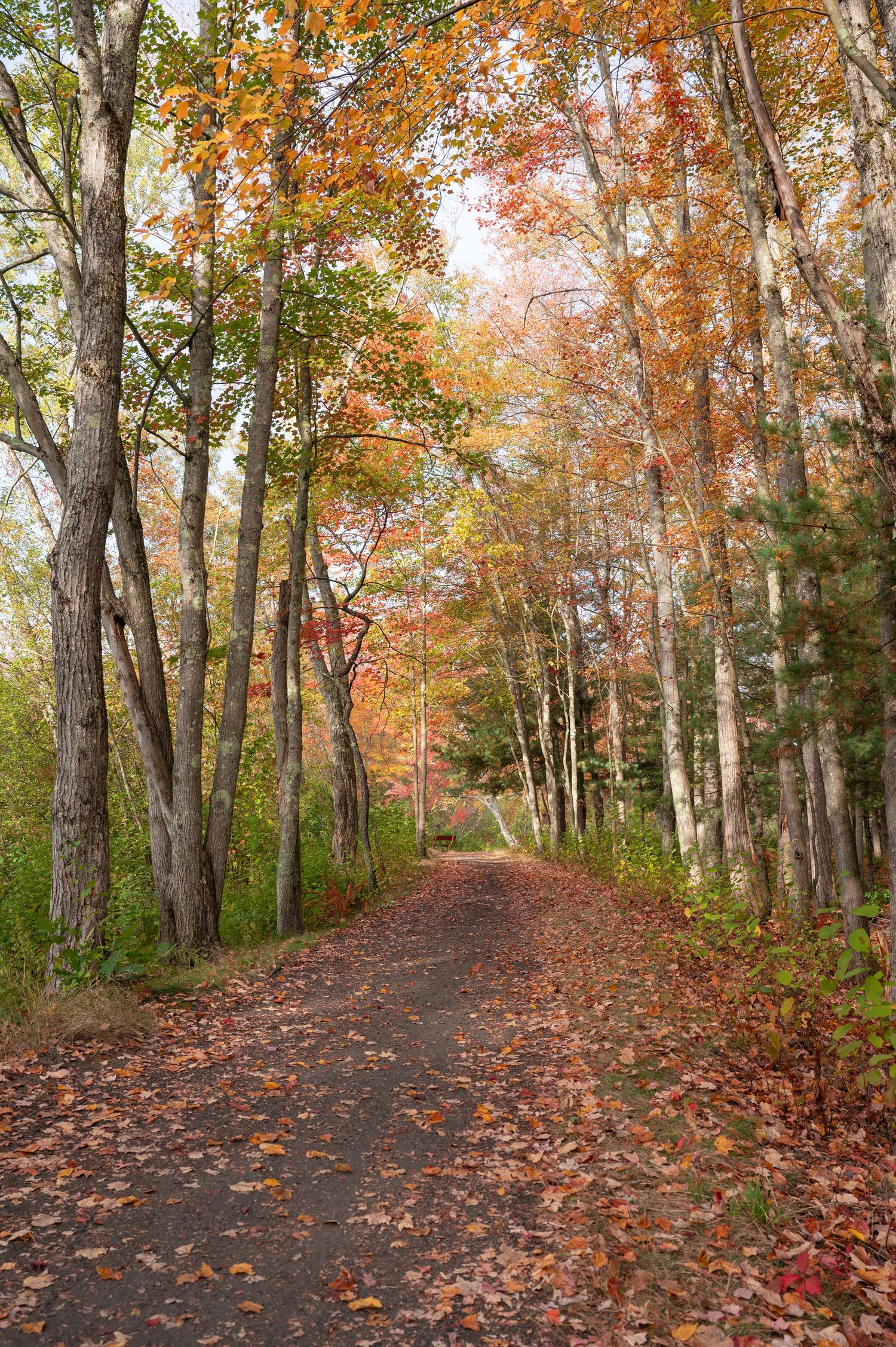 A path through the woods in Keene, New Hampshire