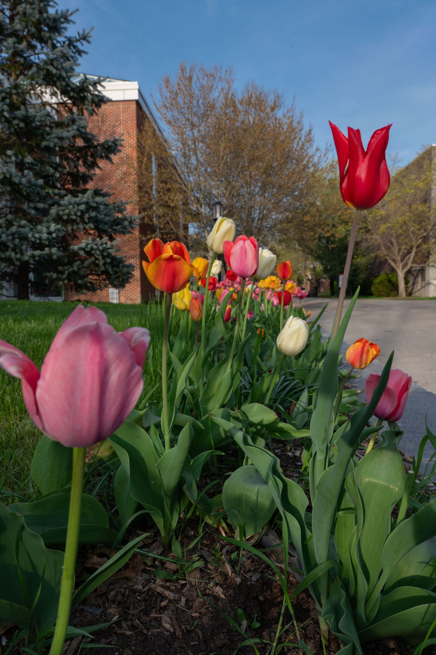 A true to color photo of a bed of flowers on the Keene state College campus