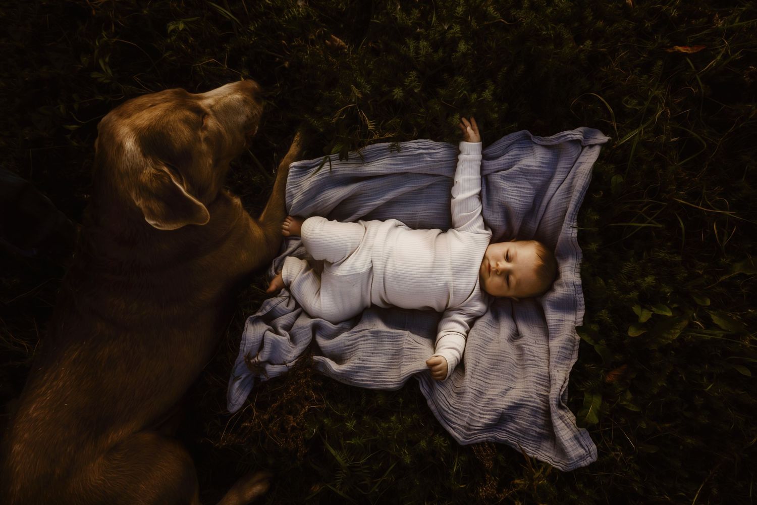Sweet newborn baby sleeping on blue blanket outdoors with dog watching nearby.