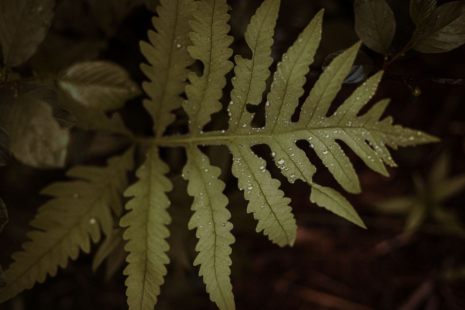 Close up macro photograph of a pale green fern frond against a dark background in moody lighting.