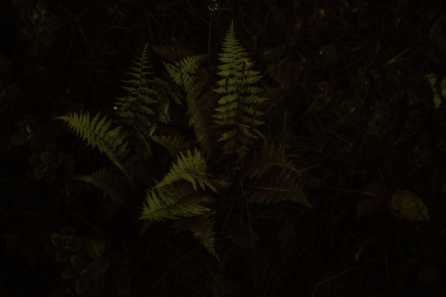 Fern leaves silhouetted in dramatic lighting against a dark background in a moody nature scene.