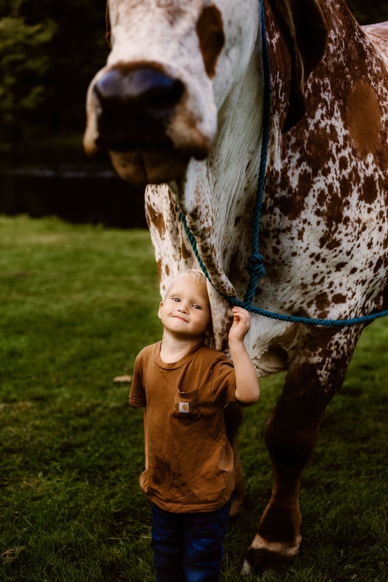 A spotted brown and white horse standing in a grassy field with a blue halter.