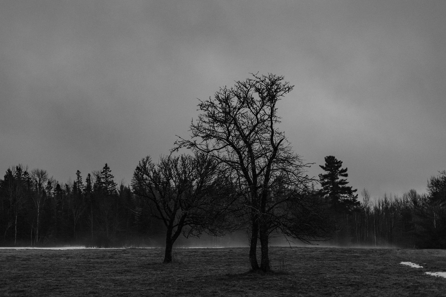 A moody black and white landscape with silhouetted trees against an overcast sky creates a dramatic winter scene.