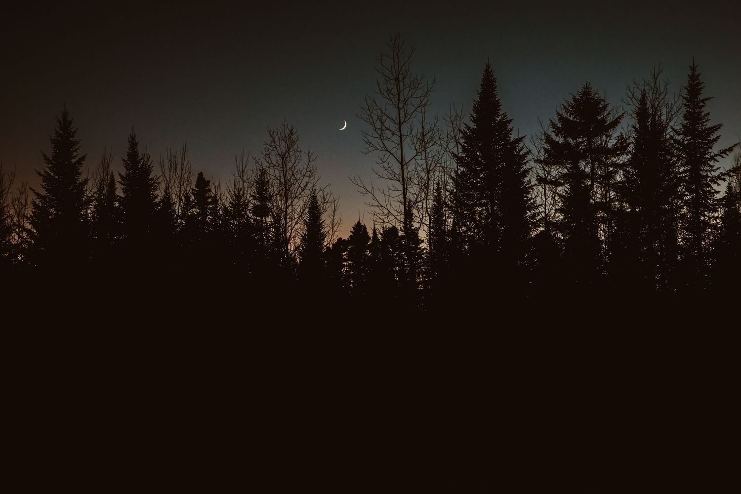 A silhouette of evergreen forest trees stands against a dark twilight sky.