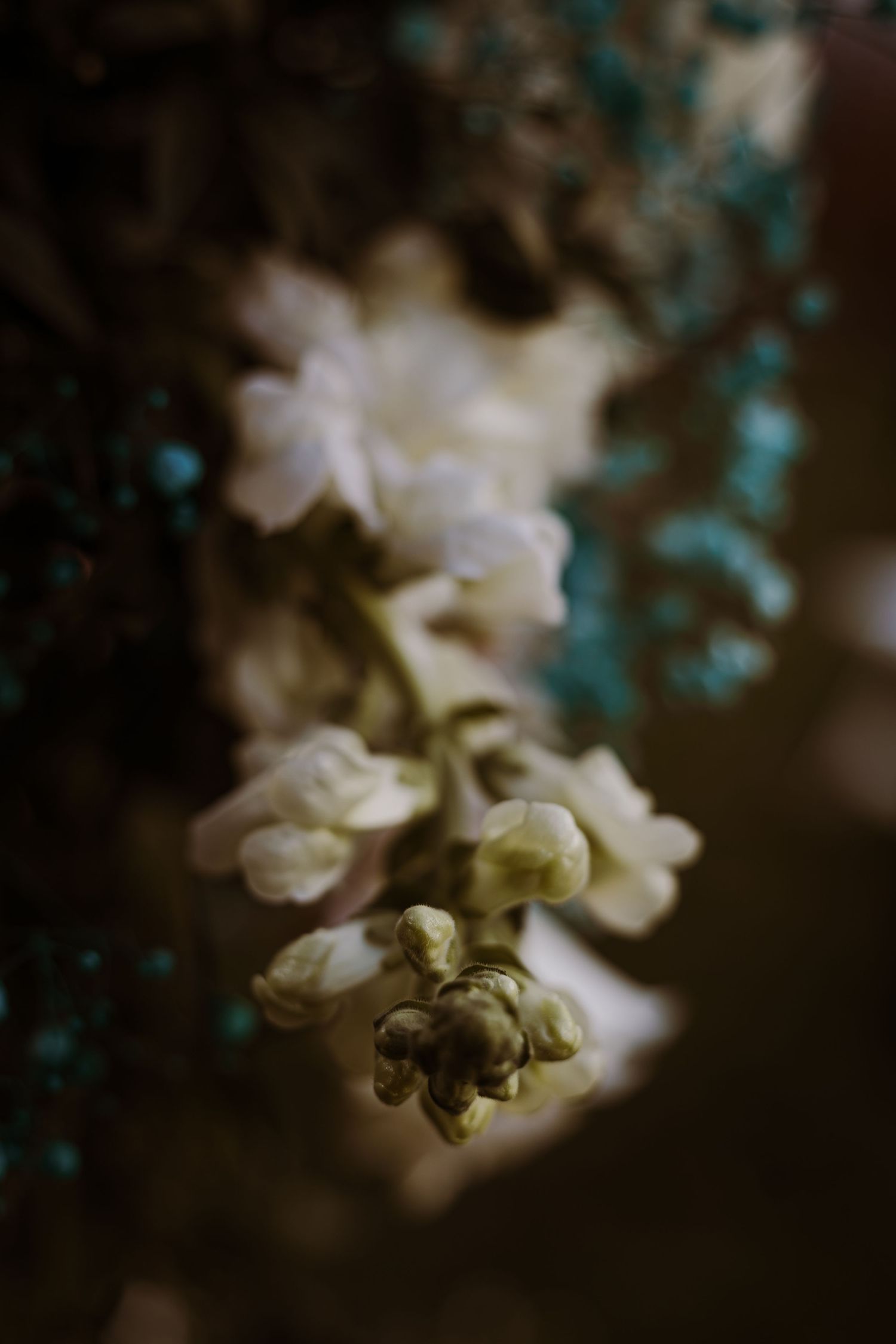 Delicate white flowers in soft focus with turquoise bokeh background.