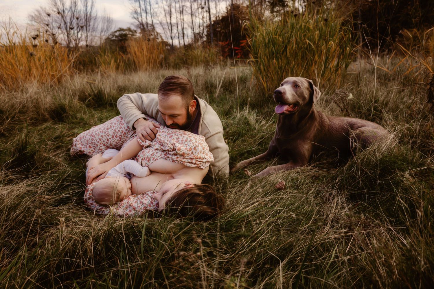 Dog resting in tall autumn grass during golden hour.