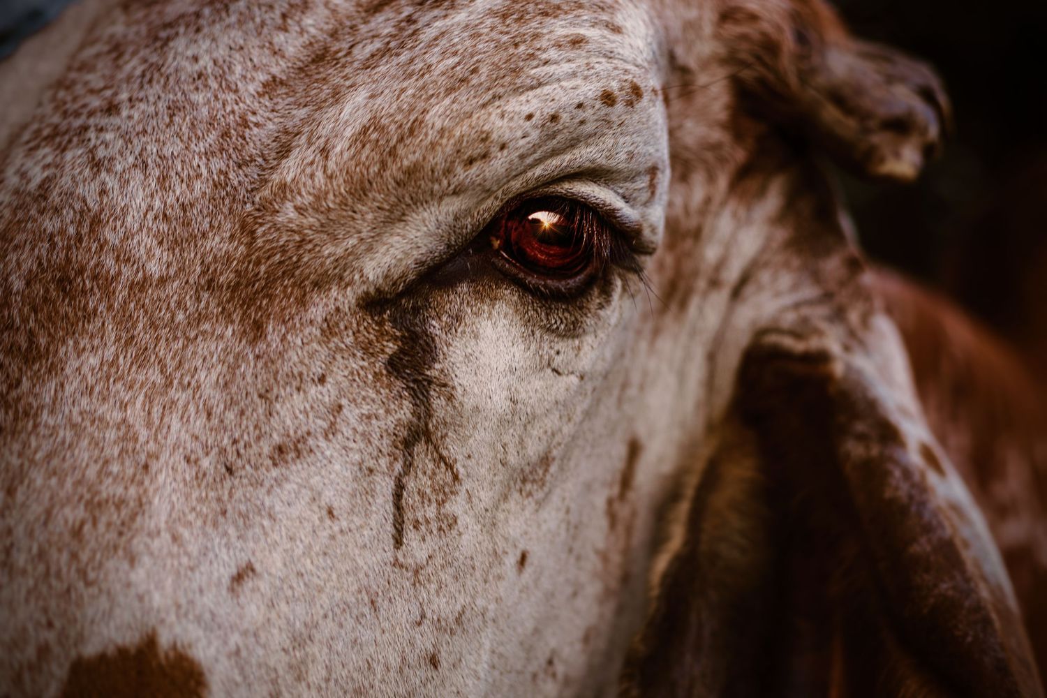 Close-up macro photograph of a brown horse's eye showing detailed texture and reflection.